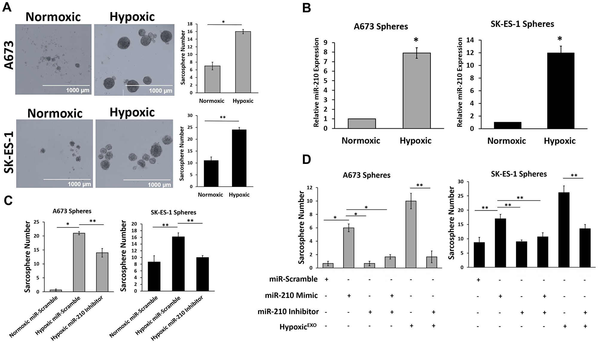 miR-210 in HypoxicEXO increase EWS sphere formation