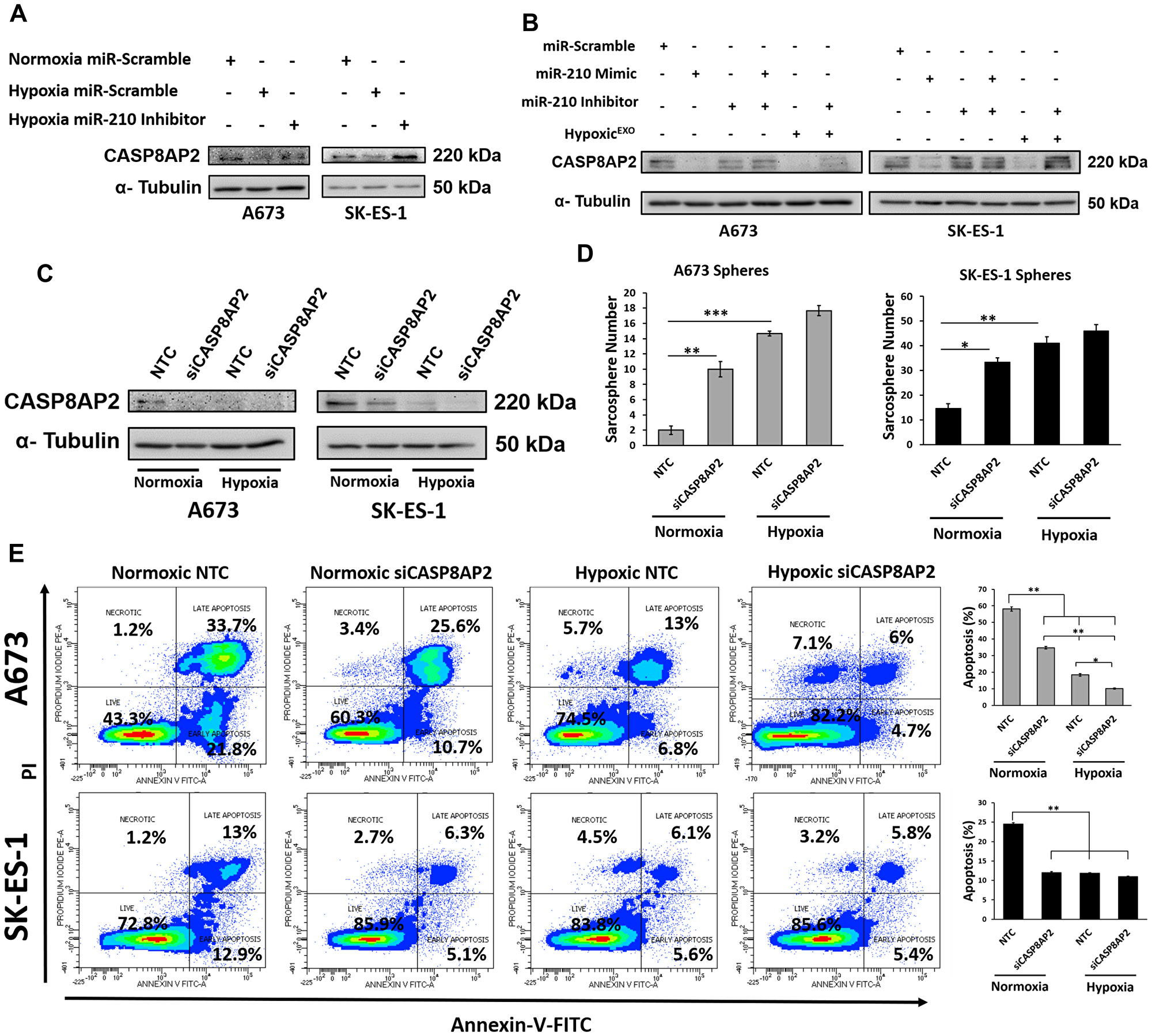 miR-210 silences the proapoptosis member CASP8AP2