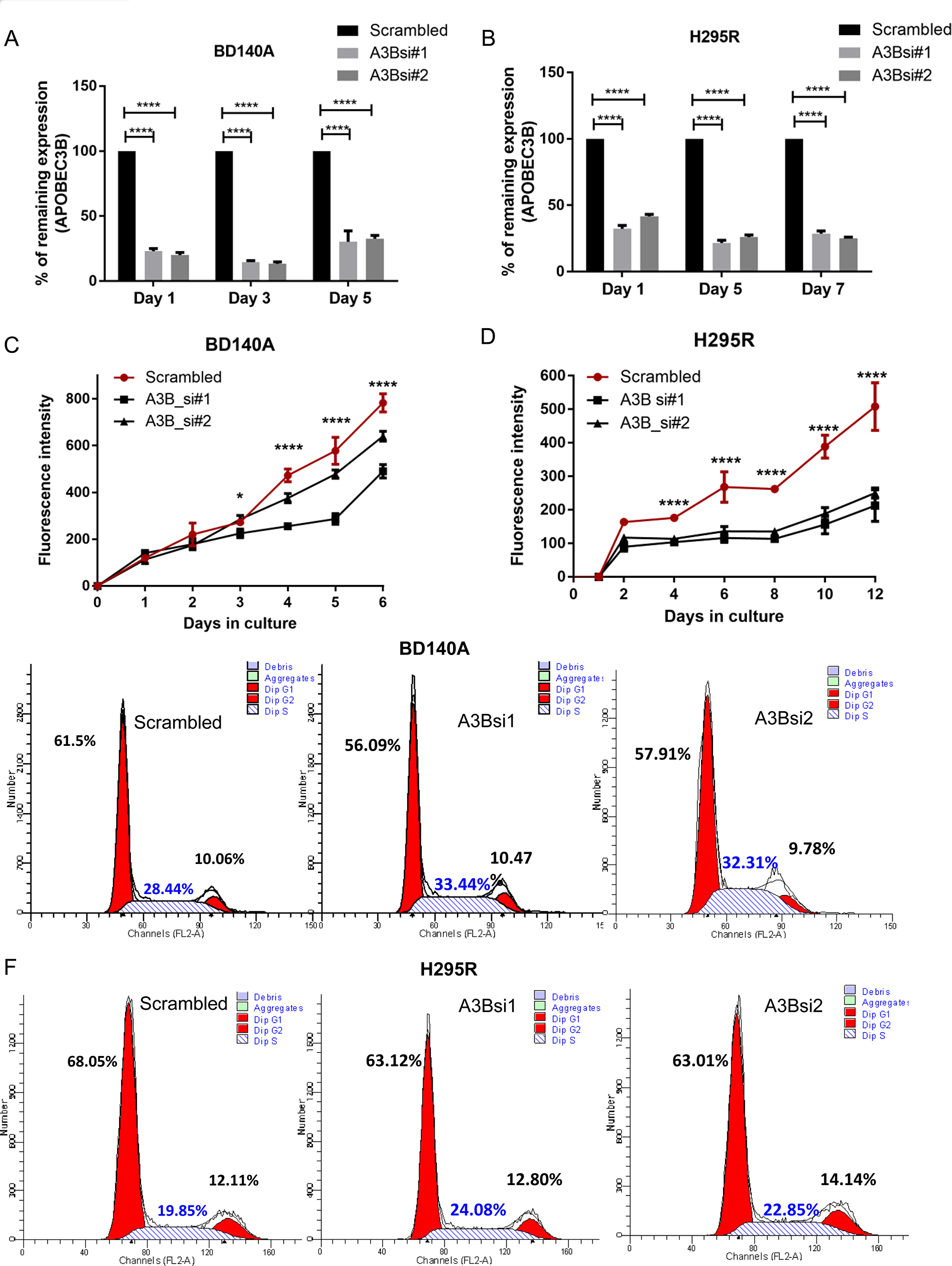 Knockdown of APOBEC3B reduces cell proliferation and induces S phase arrest