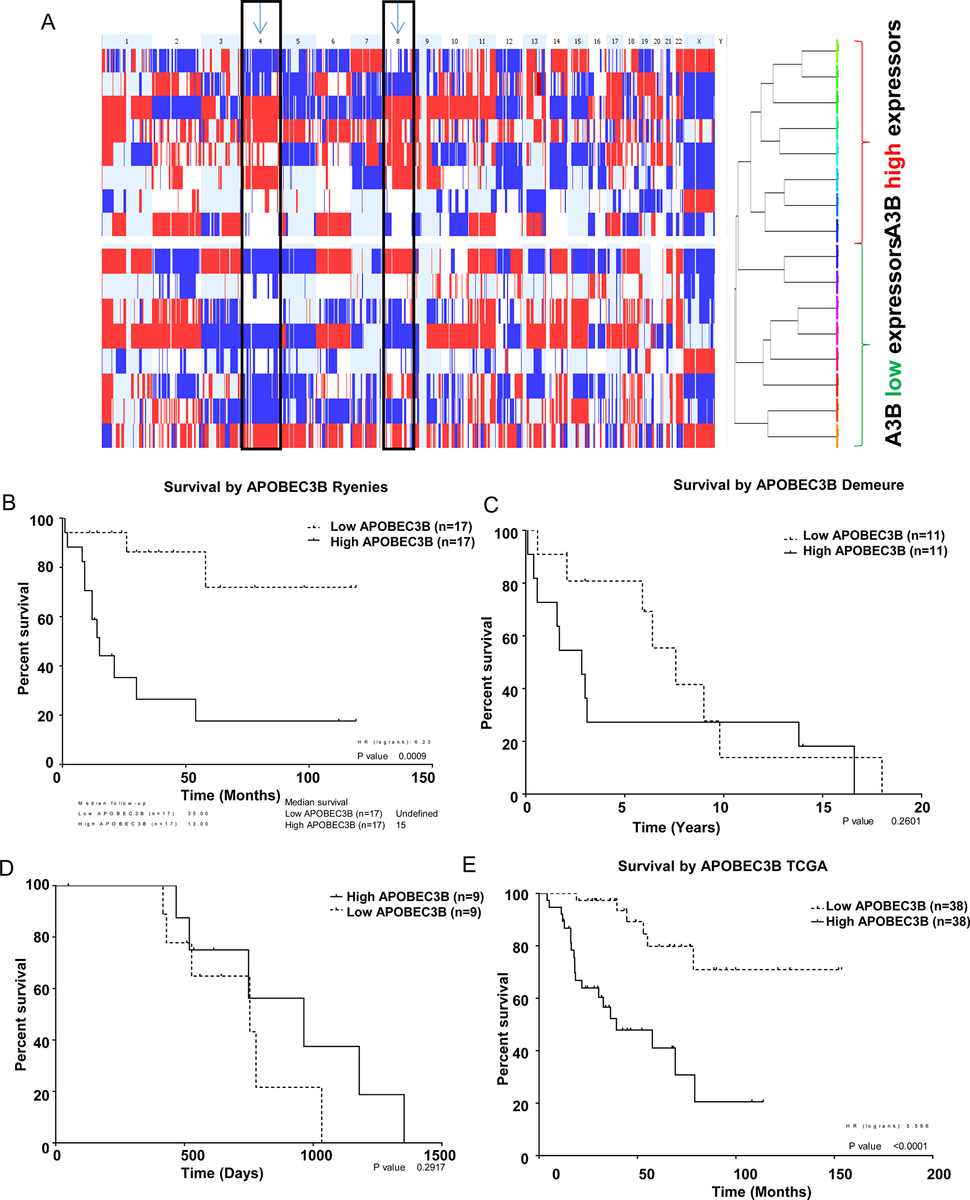 APOBEC3B expression is associated with copy number alterations