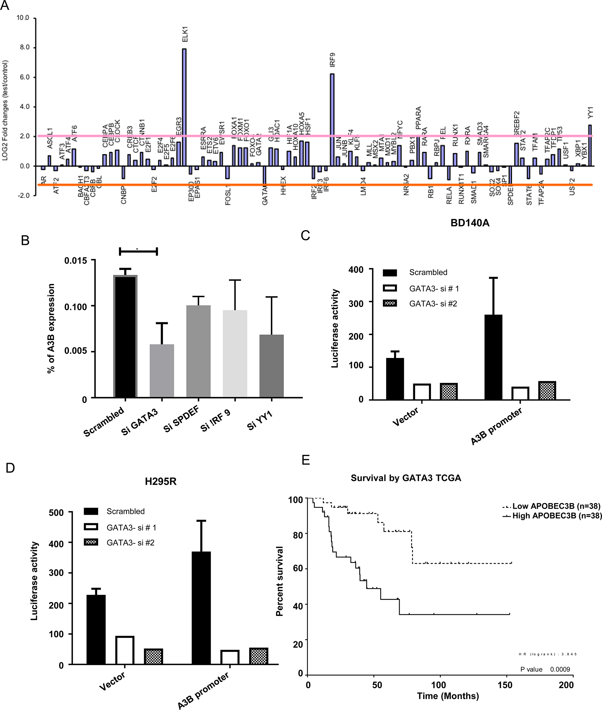 APOBEC3B gene expression is regulated by GATA3