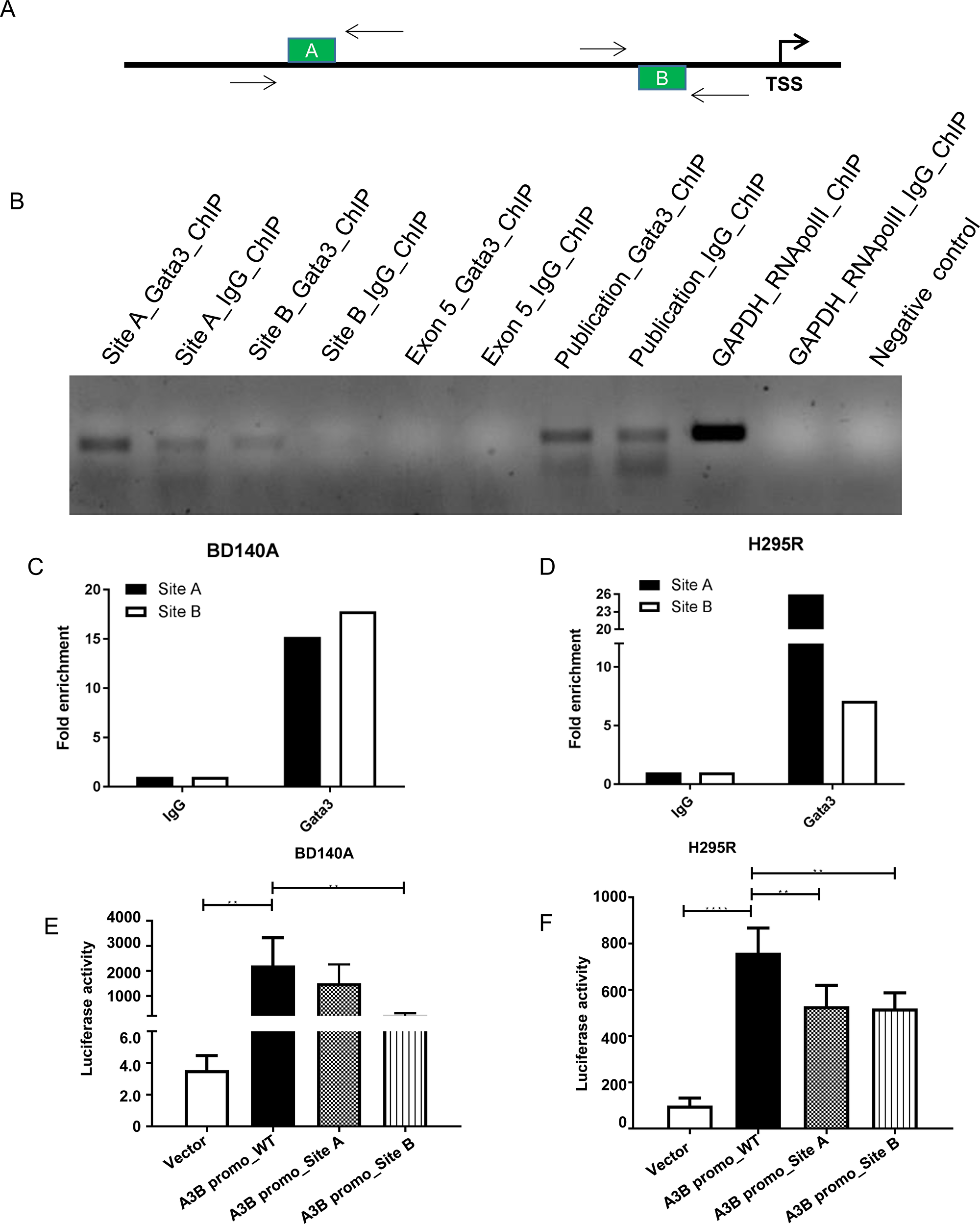 GATA3 binds directly to the APOBEC3B promoter region and regulate its transcription