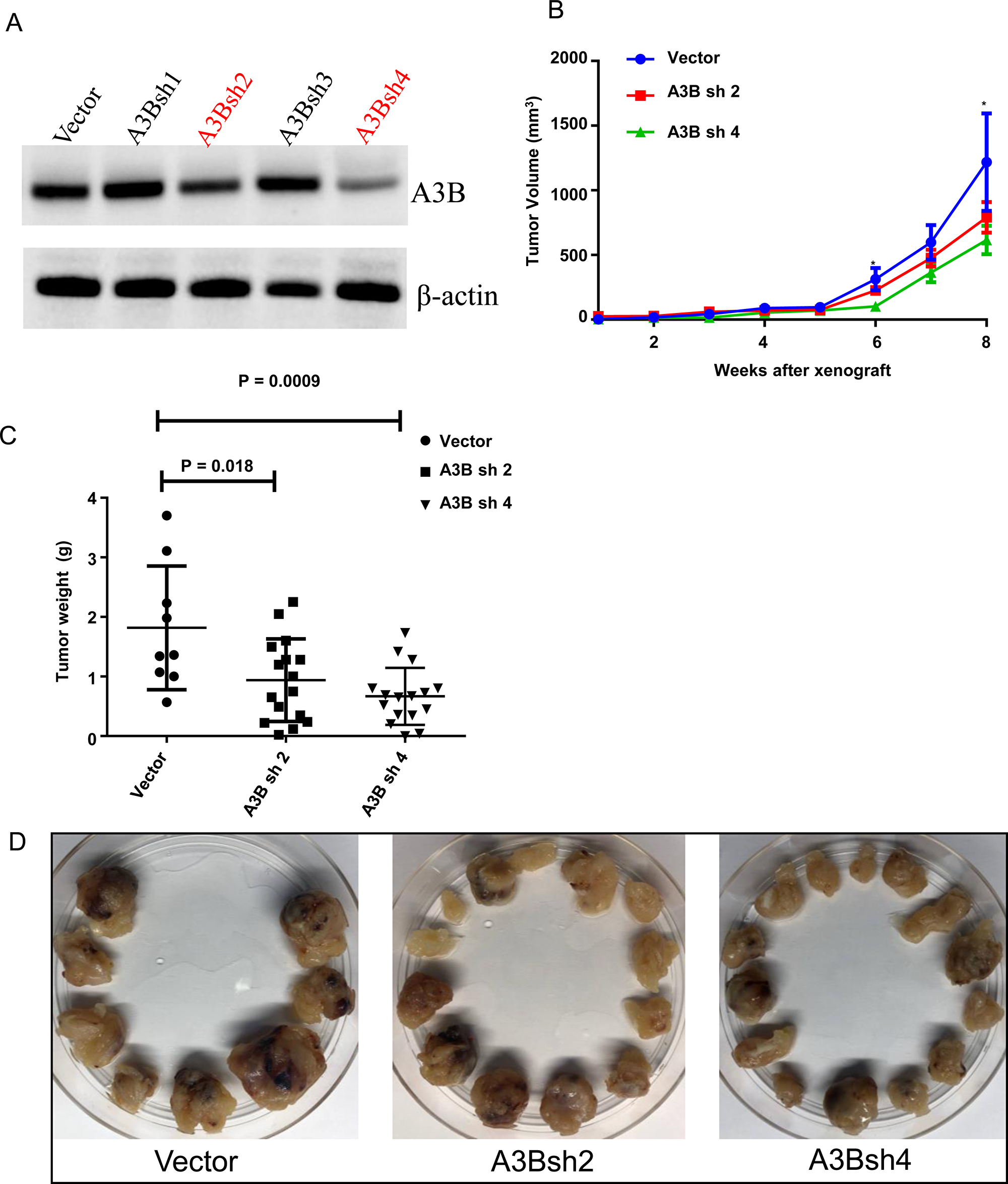 Knockdown of APOBEC3B is associated with a lower tumor growth in an adrenocortical carcinoma xenograft mouse model
