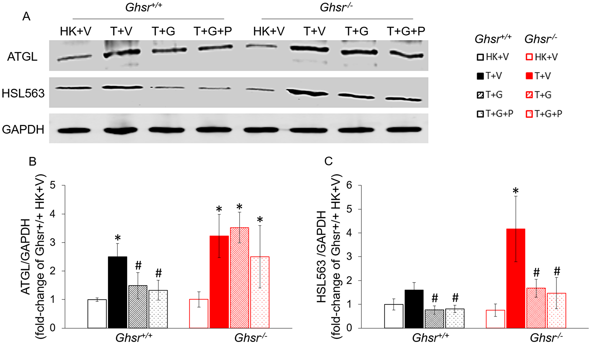 Effects of ghrelin on LLC-induced protein-level changes in lipases in iWAT