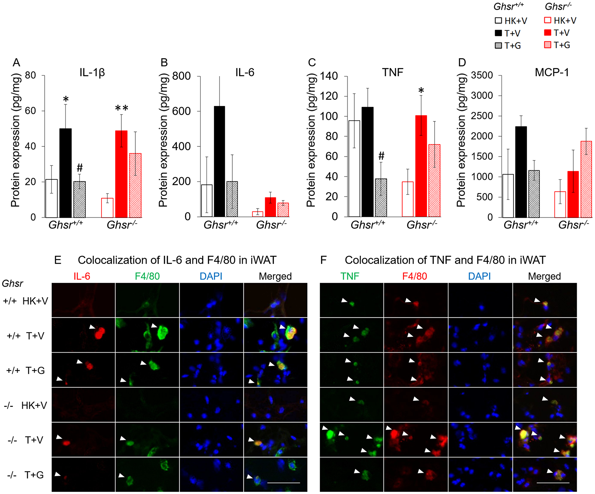 Effects of ghrelin on LLC-induced changes in inflammation and macrophages in iWAT