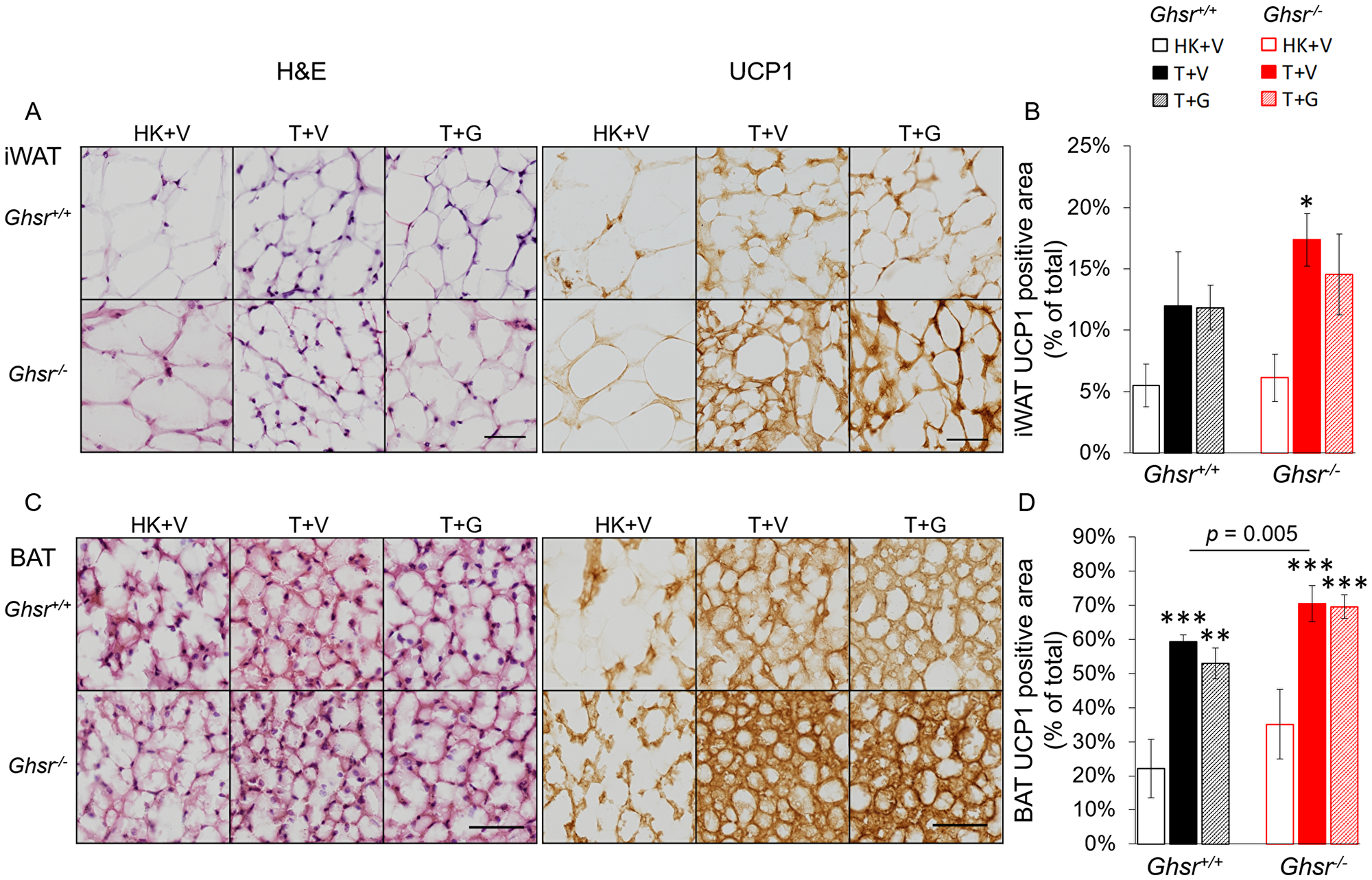 Expression of UCP-1 in iWAT and BAT