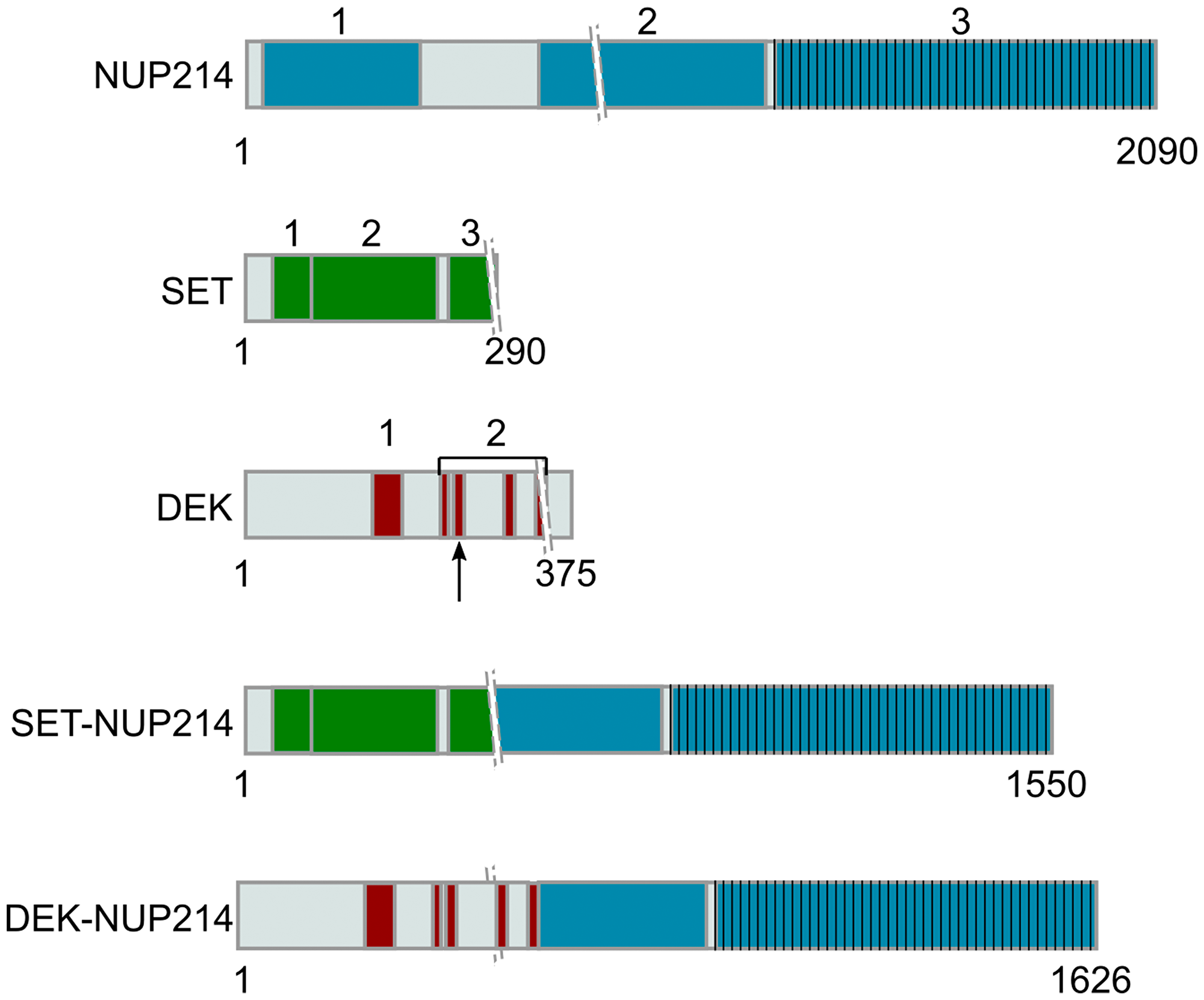 Representation of NUP214 and its binding partners in leukemogenic NUP214 fusion proteins