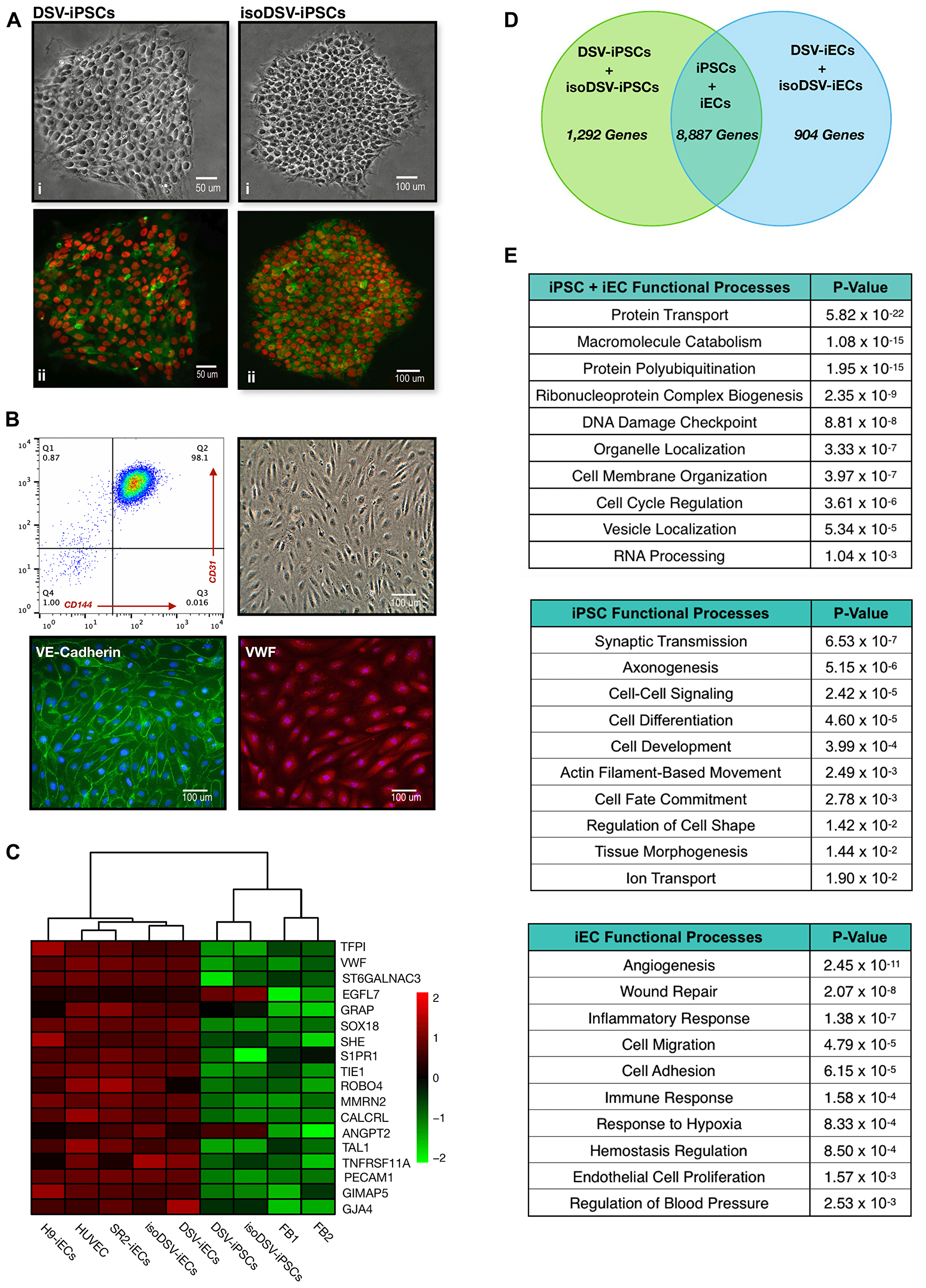Characterization of disomic and trisomic iPSCs and iECs