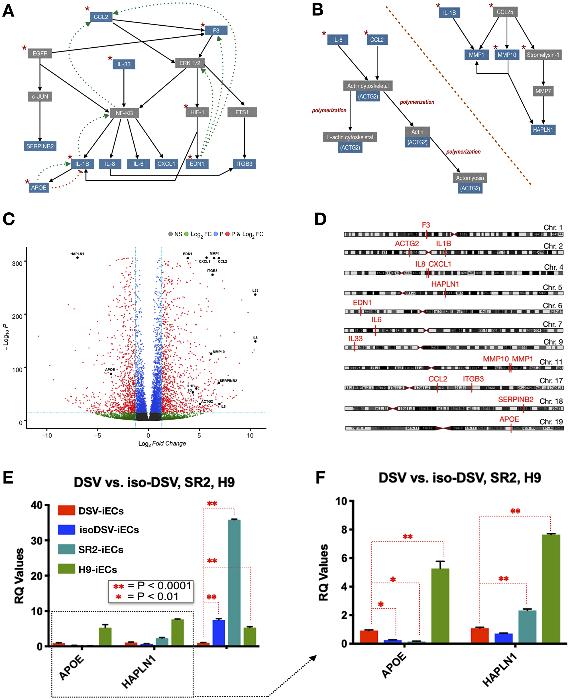 Bioinformatic pathway analysis and gene verification