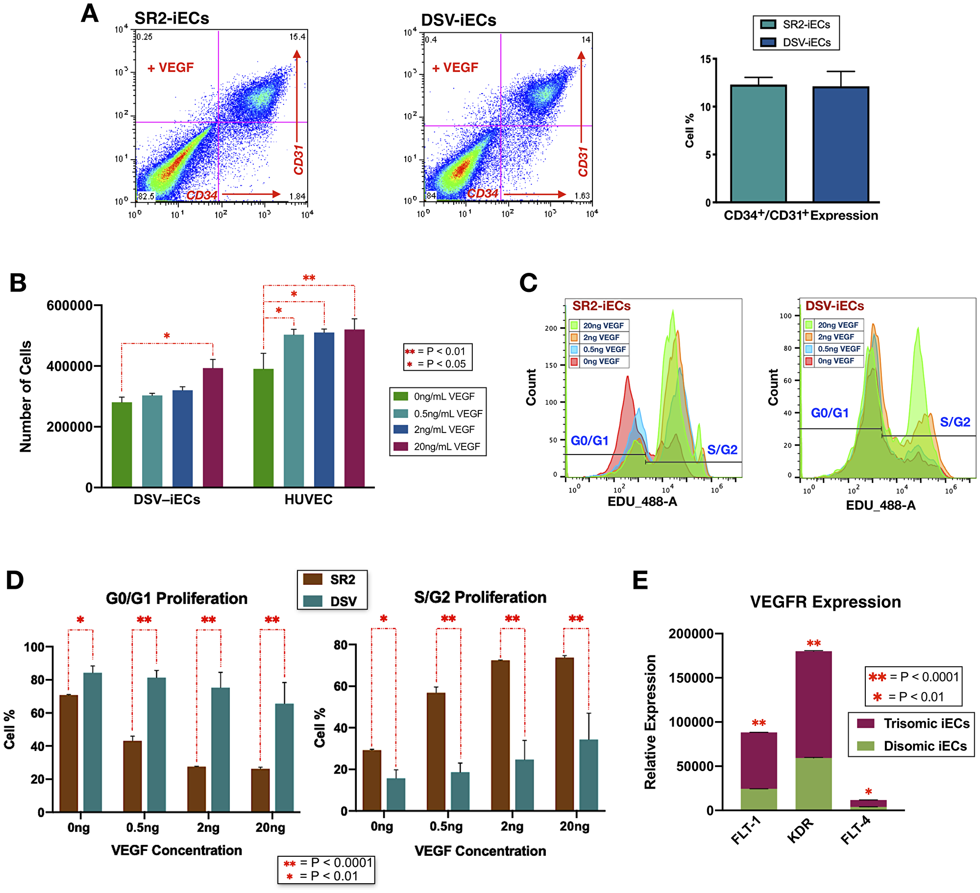 Endothelial differentiation efficiency, VEGF response sensitivity, and proliferative potential of disomic and trisomic iECs