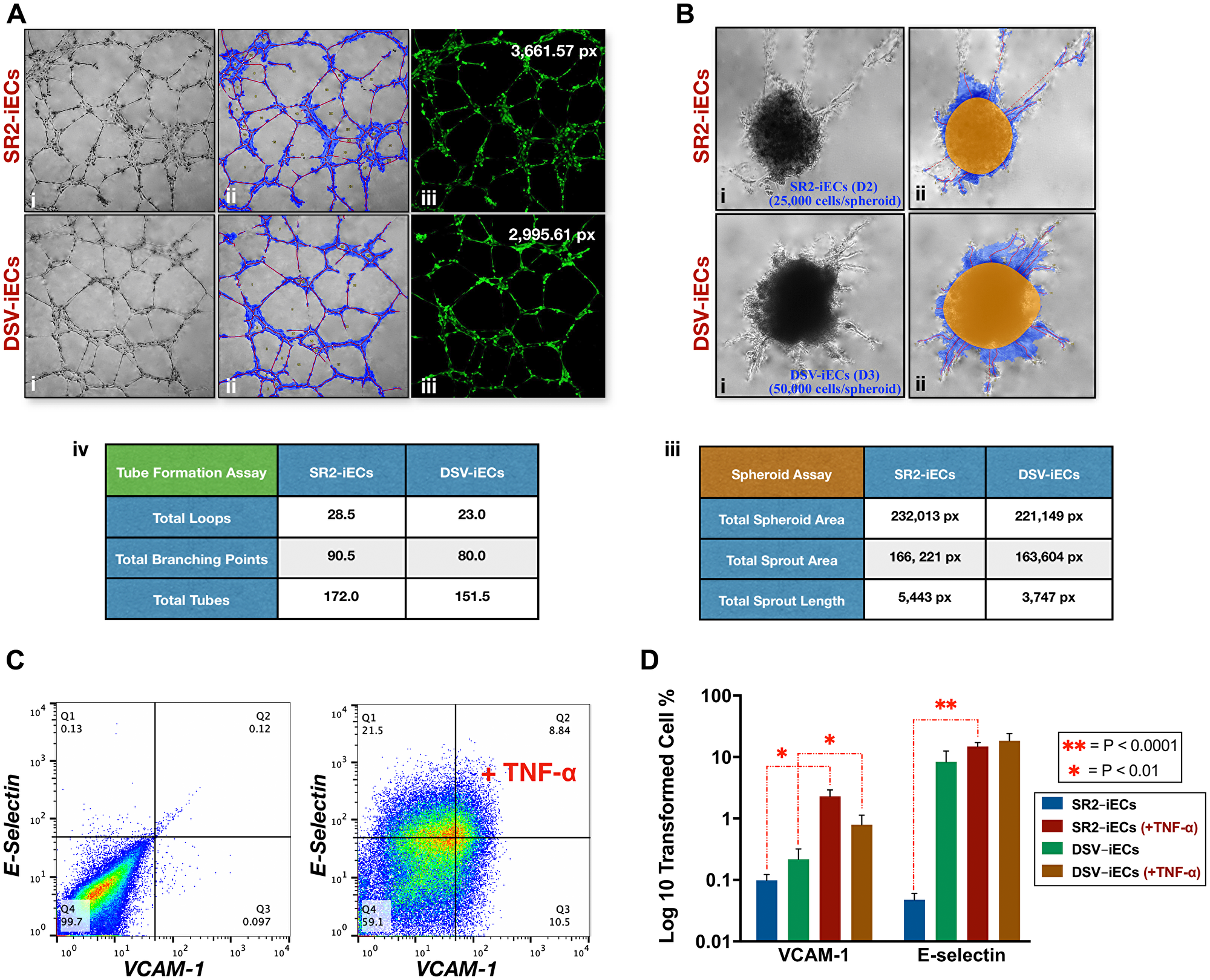 Tube formation, spheroid sprouting, and inflammatory response of disomic and trisomic iECs