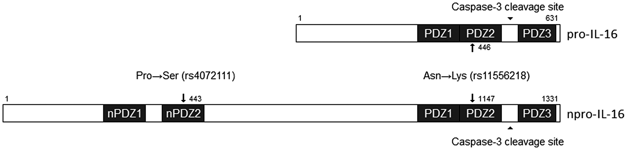 Schematic representation of two SNPs changes in PDZ domains of pro-IL-16 and npro-IL-16