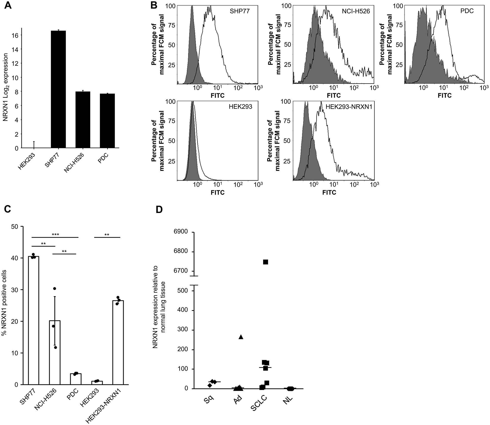NRXN1 expression in cell lines and surgical specimens of lung tissue including non-SCLC and normal tissues