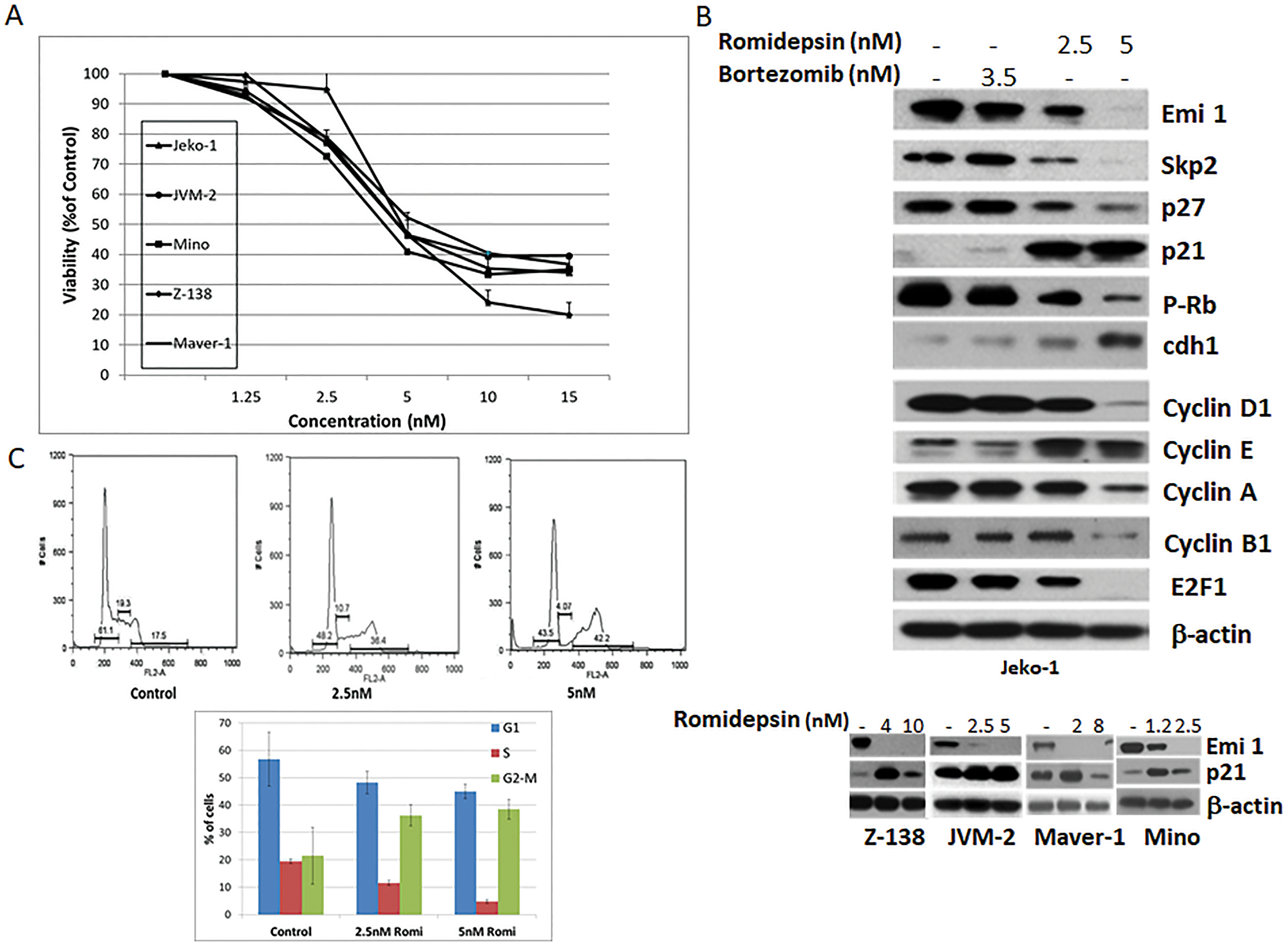 Romidepsin affects expression of proteins involved in cell cycle regulation in MCL