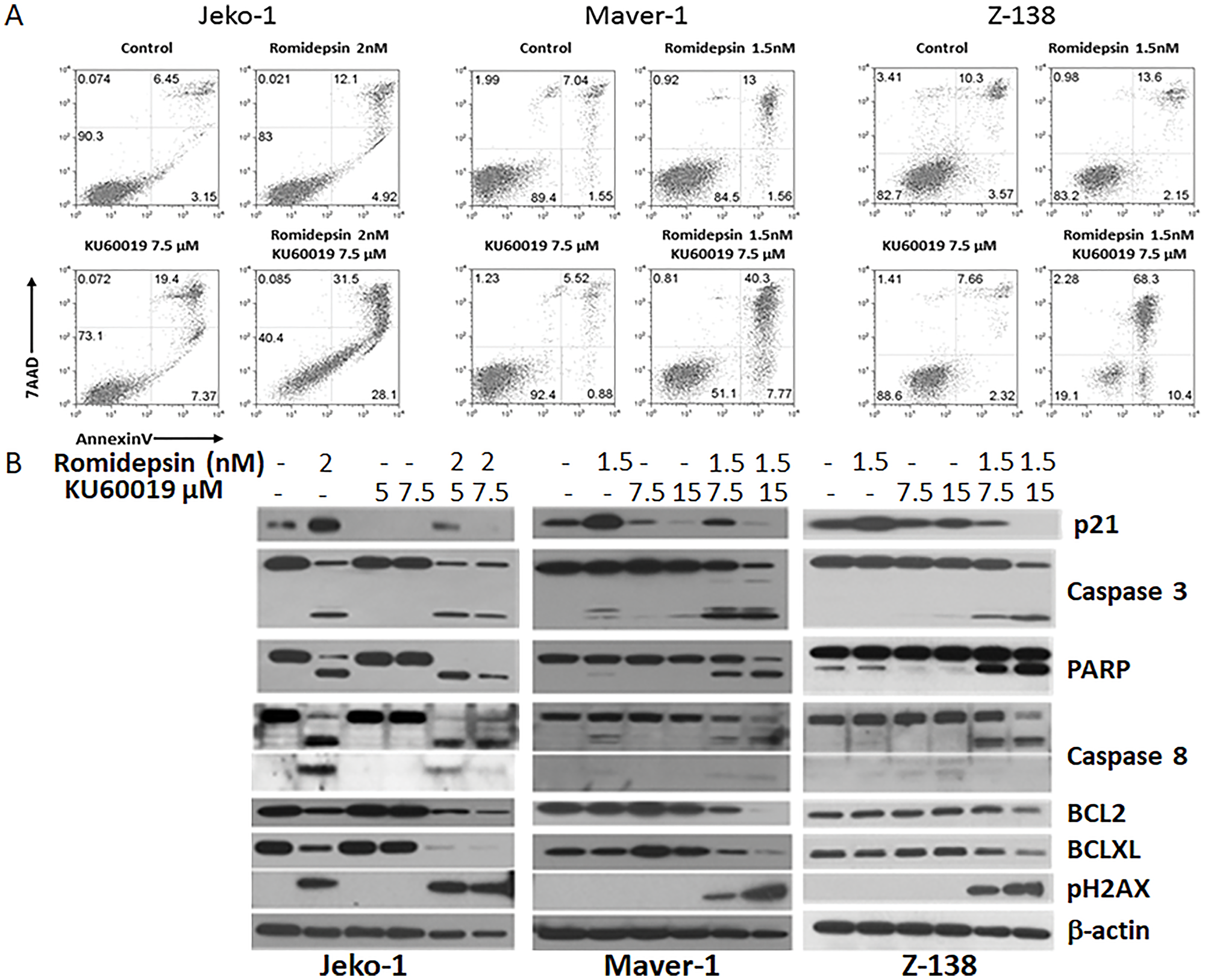 Romidepsin plus KU60019 enhances apoptosis in MCL