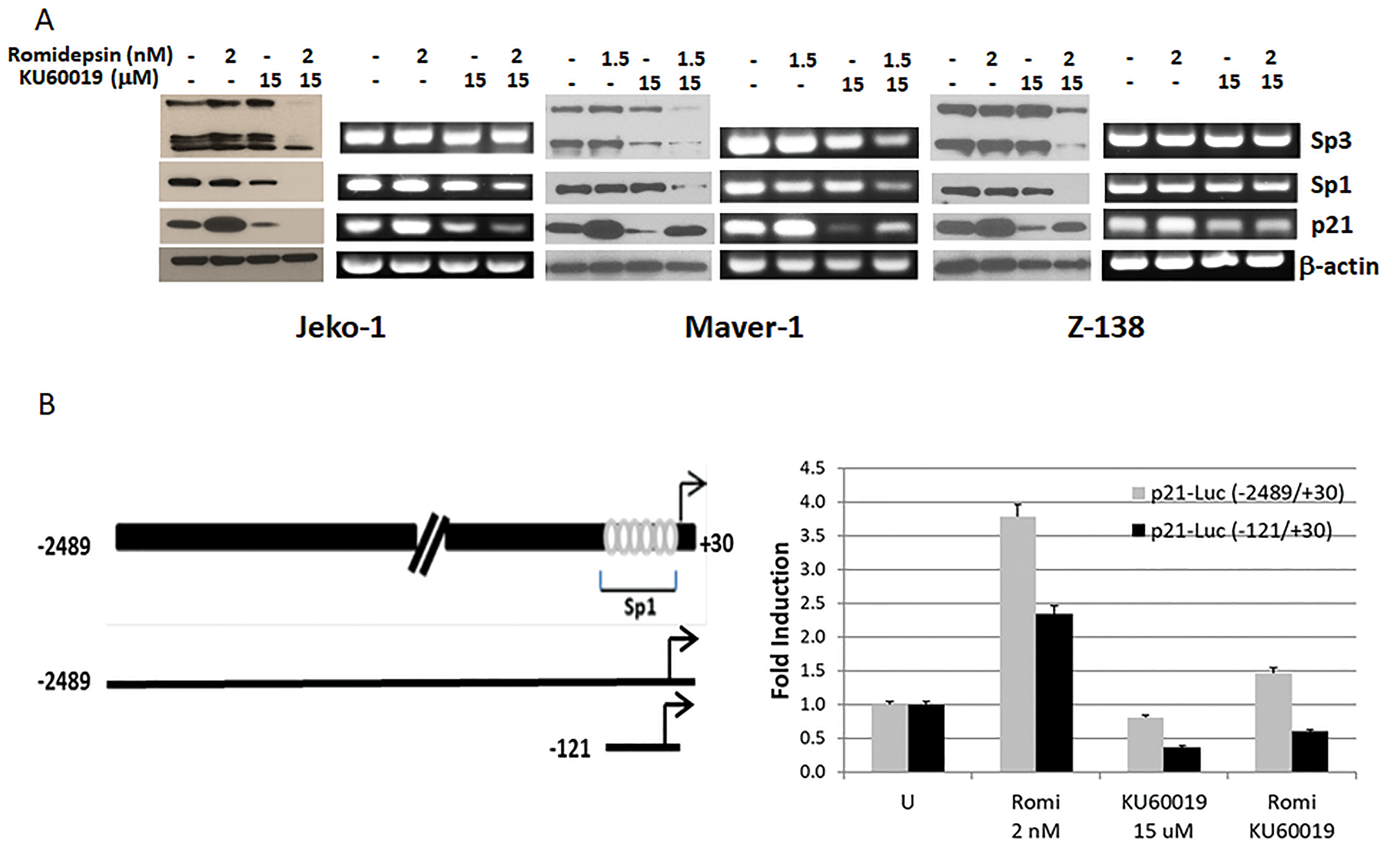 KU60019 affects the ability of romidepsin to induce expression of p21