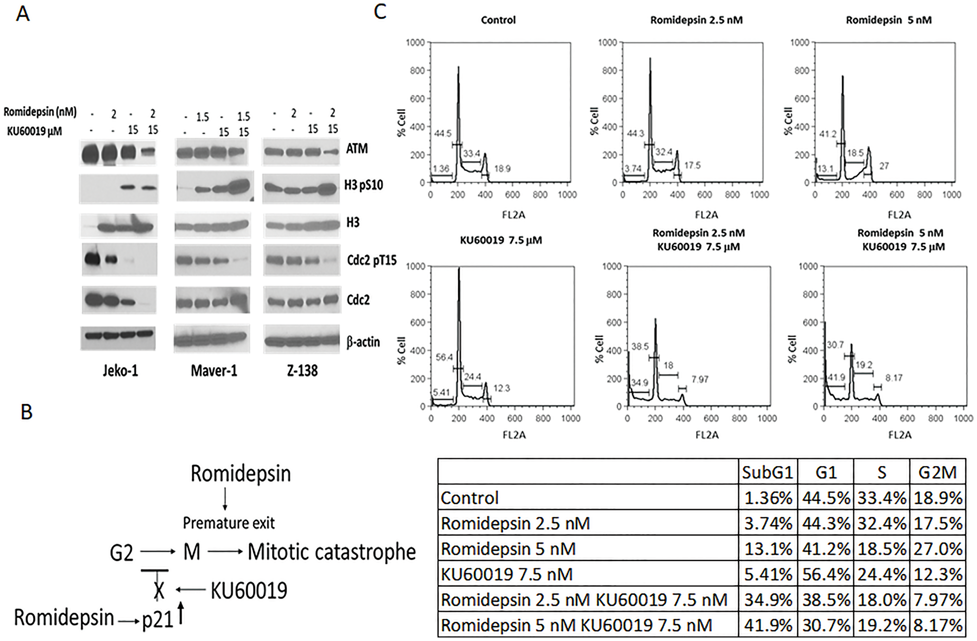 Inhibition of ATM mediated activation of the G2/M checkpoint by KU60019 facilitates mitotic exit