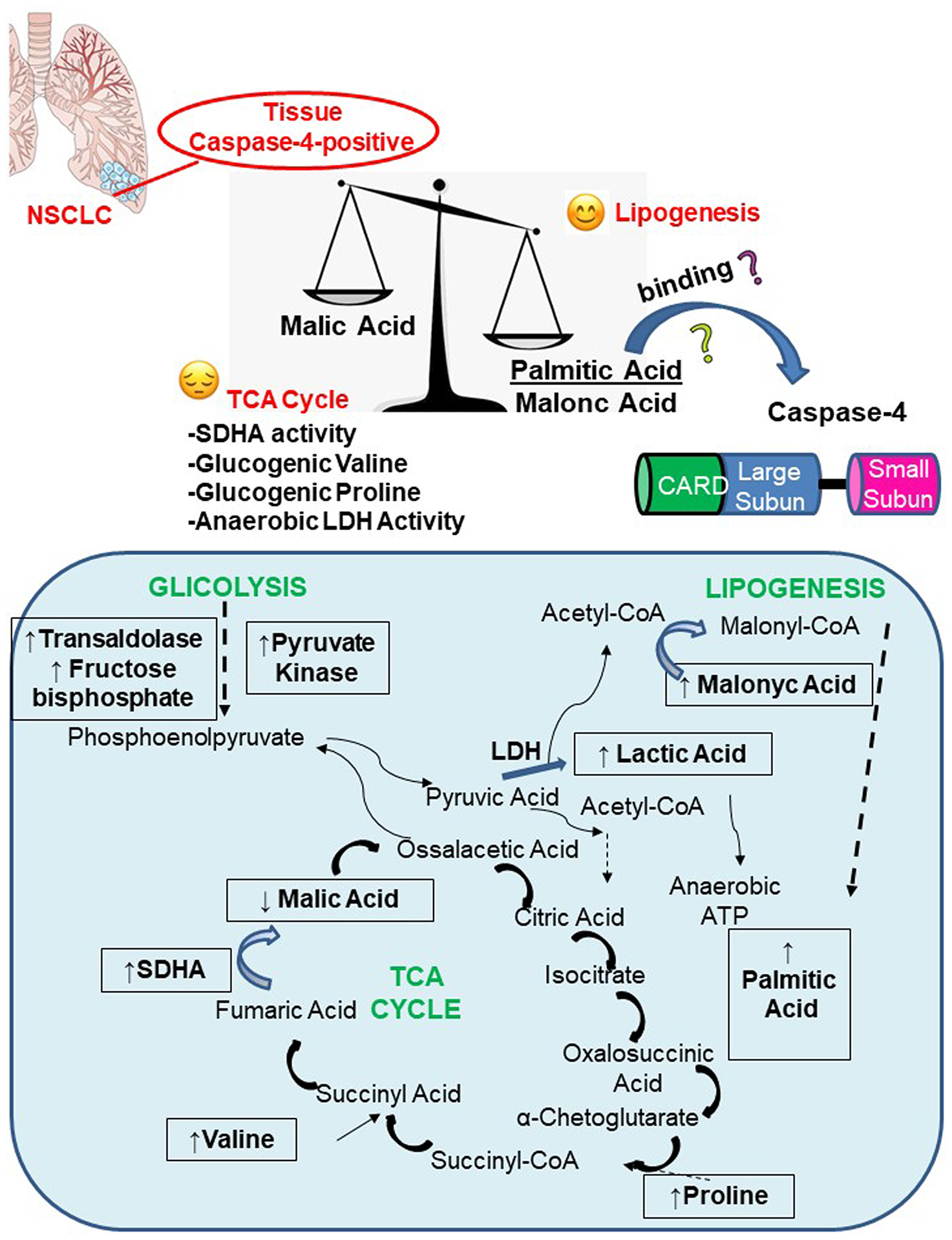 Caspase-4 positive NSCLC tissues present a pronounced lipogenic profile due to palmitic and malonic acid formation despite the TCA cycle, which seemed to be unbalanced