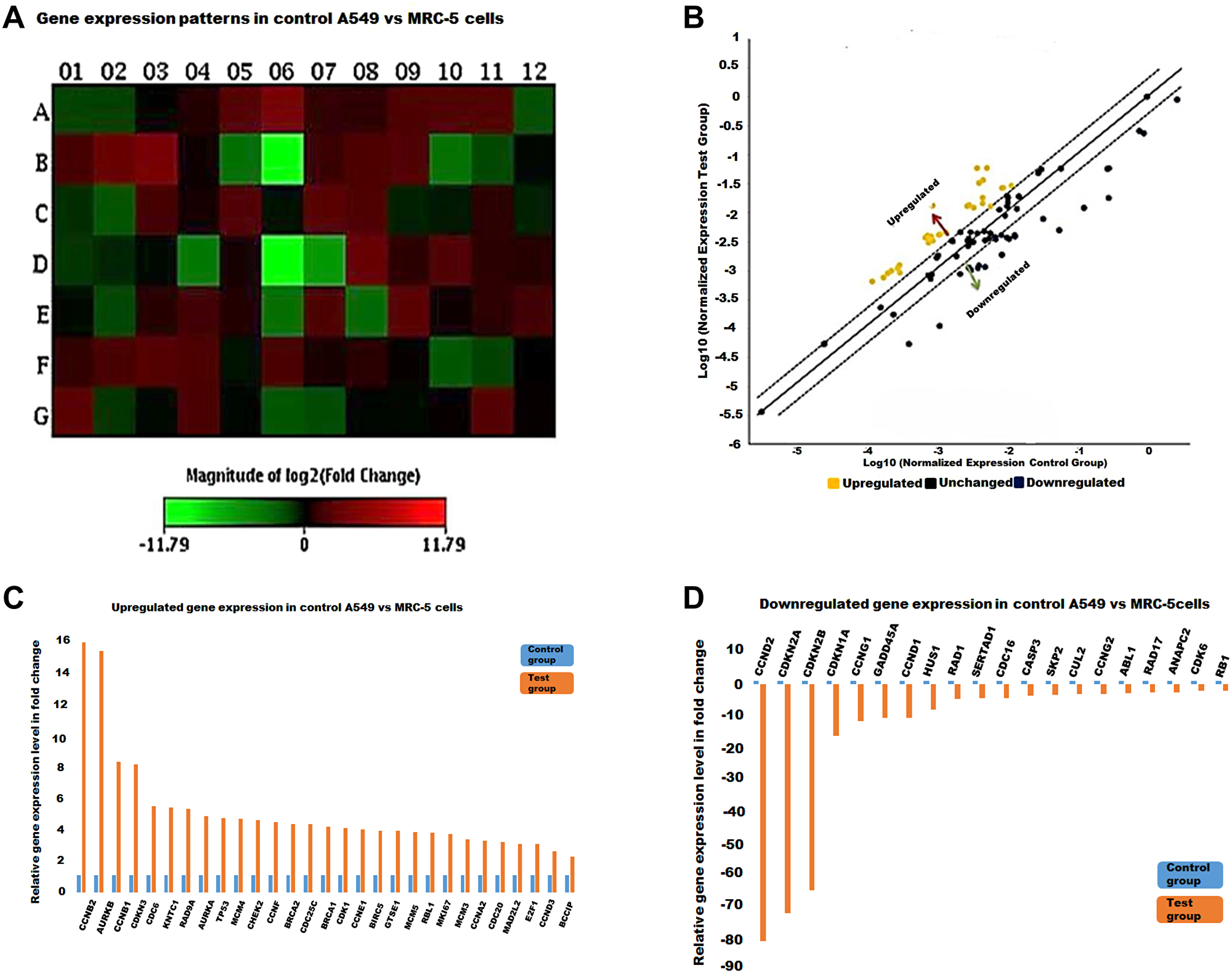 The cell cycle gene expression profile in control A549 vs MRC-5 cells