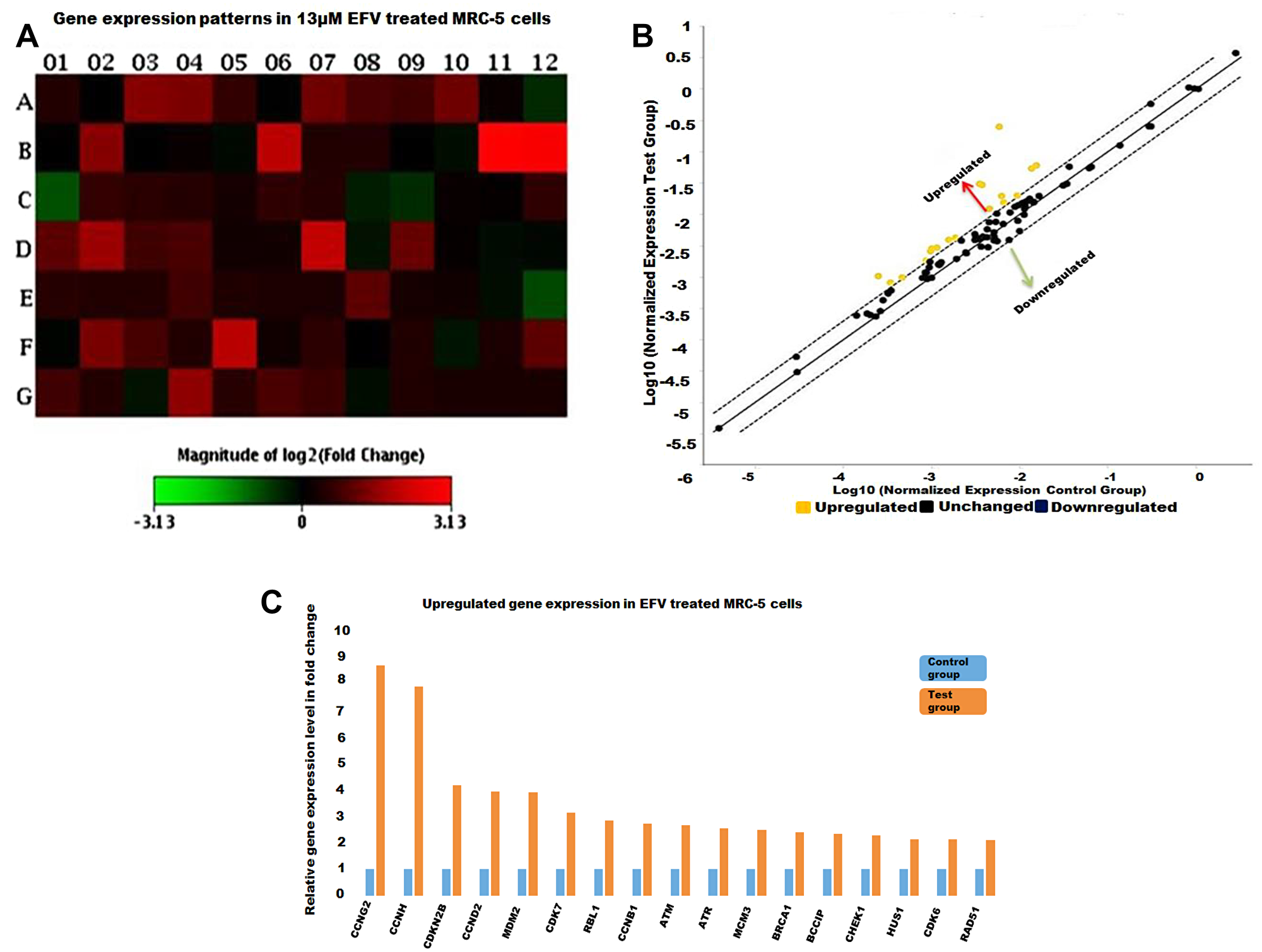 The cell cycle gene expression profile EFV treated MRC-5 cells