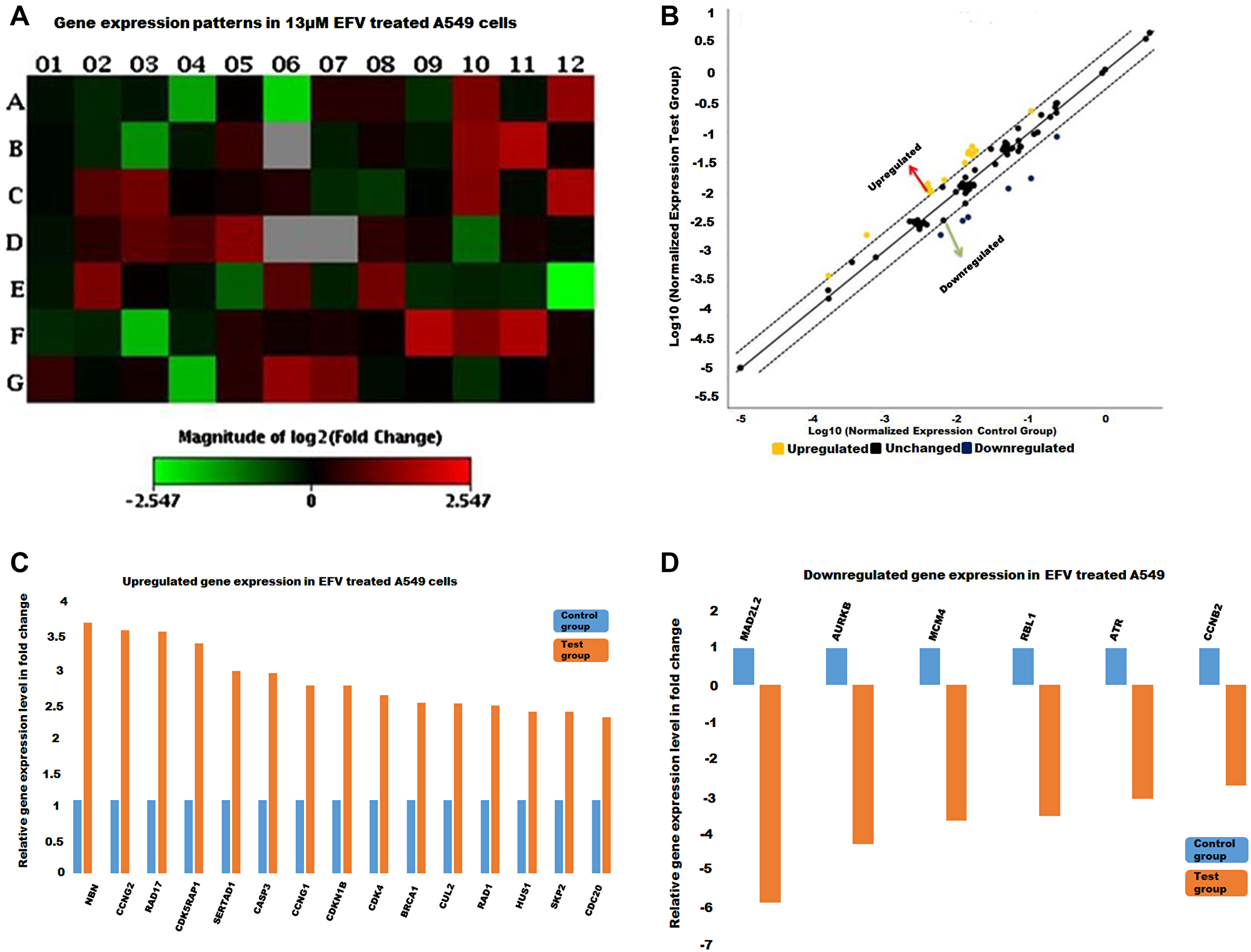The cell cycle gene expression profile in EFV treated A549 cells
