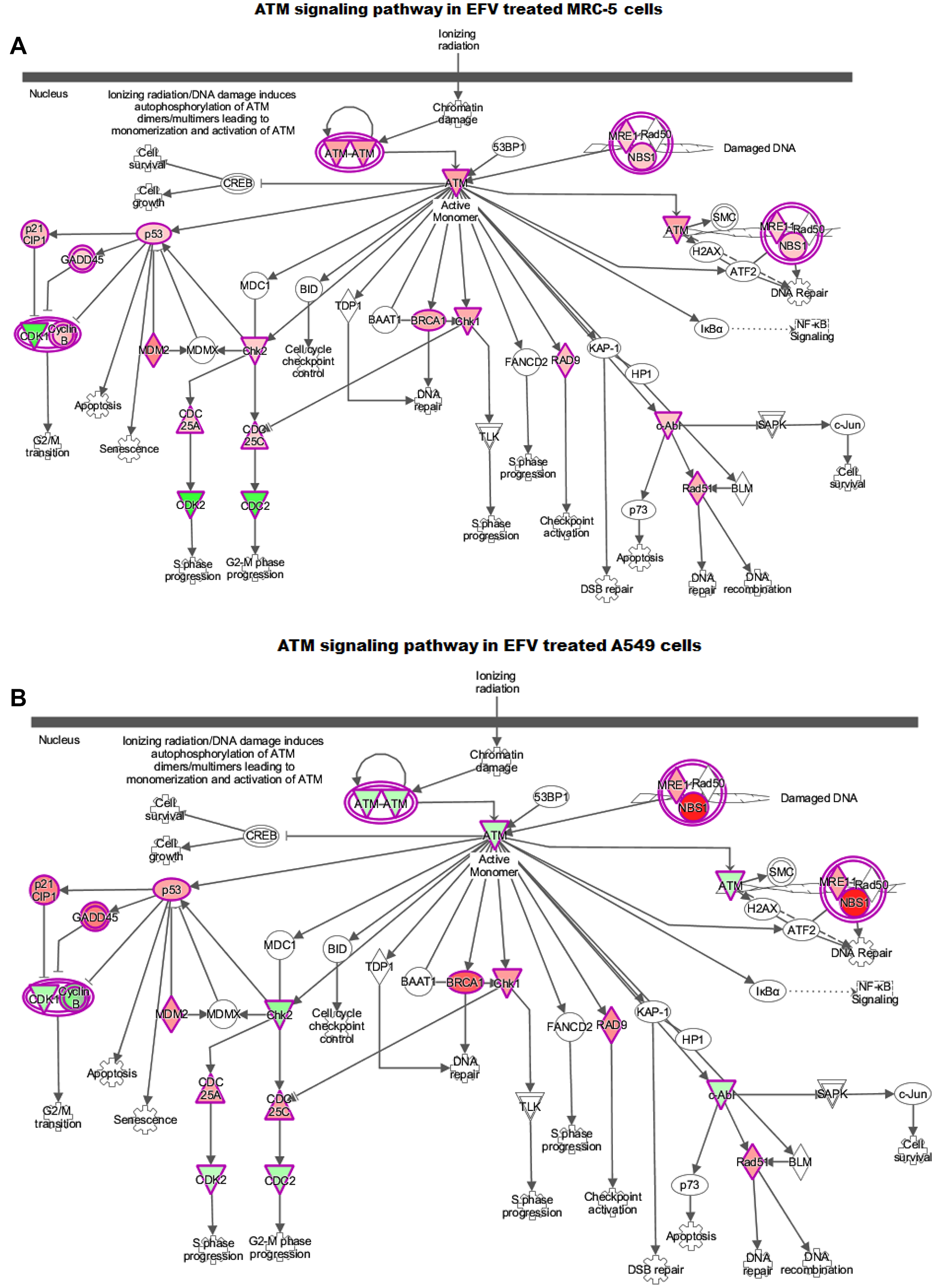 IPA ATM-signaling pathway in (A) EFV treated MRC-5 and (B) A549 cells. The green and the red colours indicate down and up-regulation. The activated p53 irrespective of the expression levels of ATM activates its downstream targets such as p21, GADD45A, BRCA1 and NBS, inhibiting cell cycle progression and initiating DNA repair and growth arrest mechanisms.