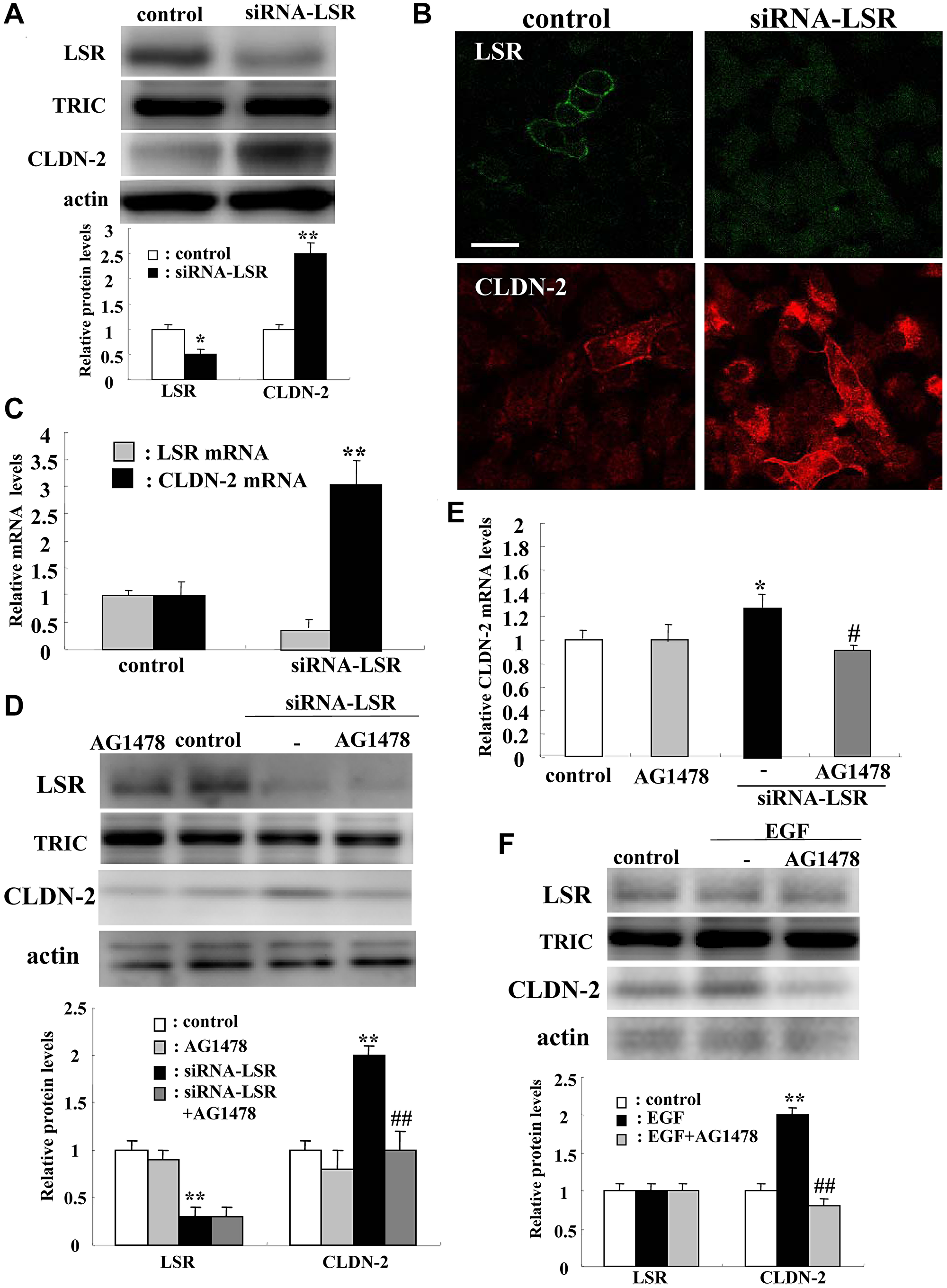 Knockdown of LSR induces CLDN-2 expression at mRNA and protein levels via EGFR signaling in human lung adenocarcinoma A549 cells