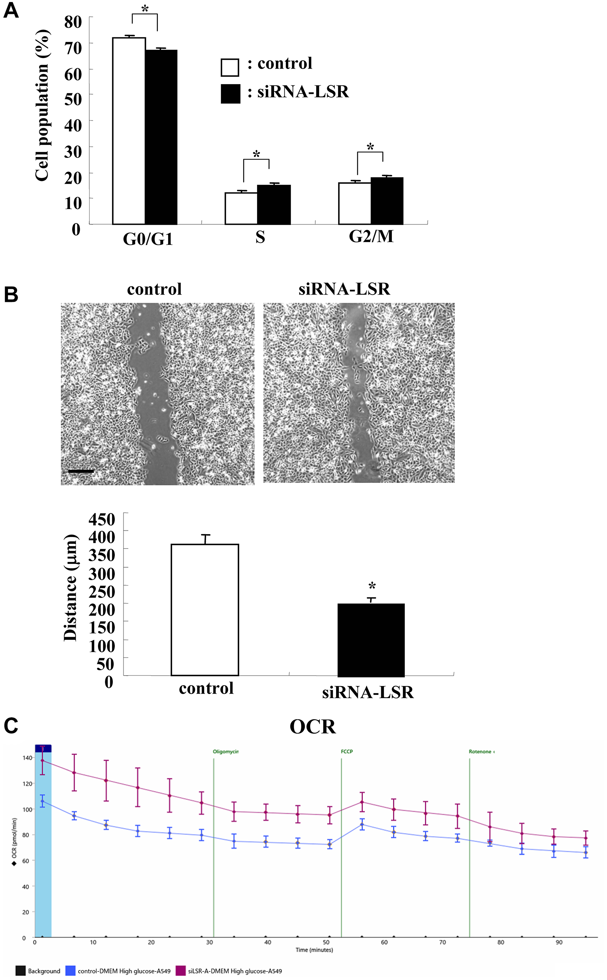 Knockdown of LSR induces cell proliferation, cell migration and OCR in A549 cells