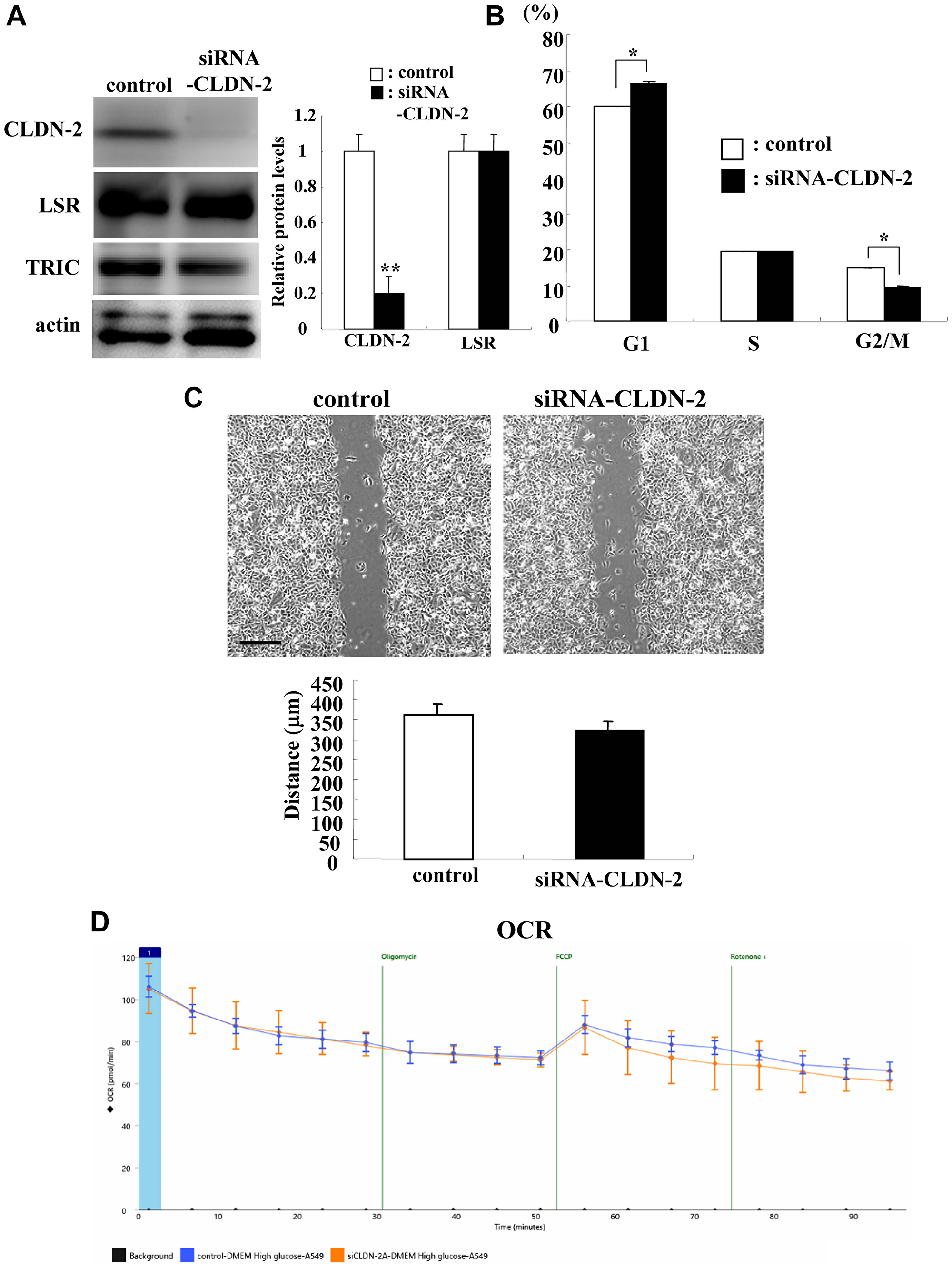 Knockdown of CLDN-2 prevents cell proliferation but not cell migration and OCR in A549 cells