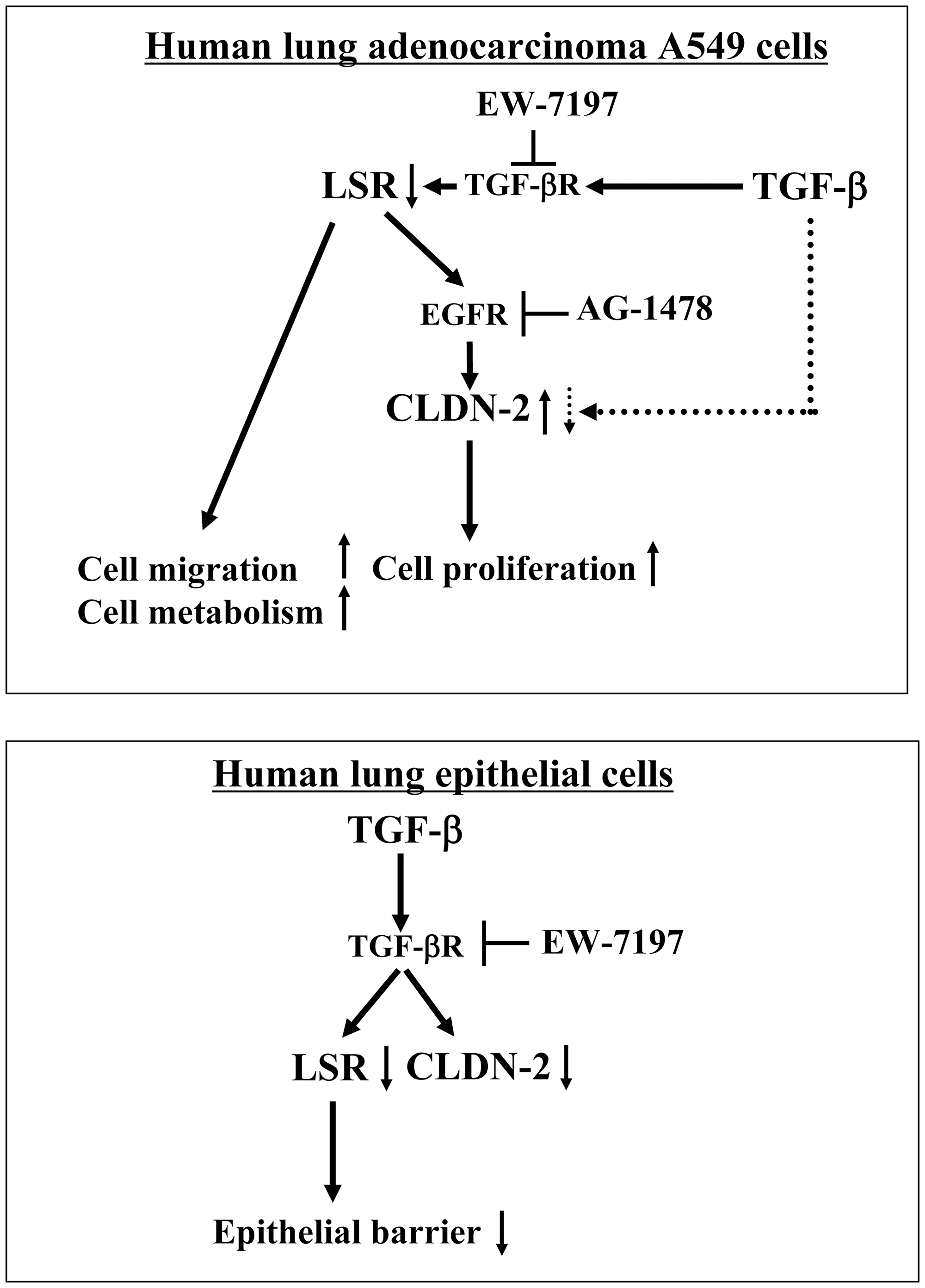 Role and behavior of LSR and CLDN-2 via signaling pathways in human adenocarcinoma A549 cells and normal lung epithelial cells