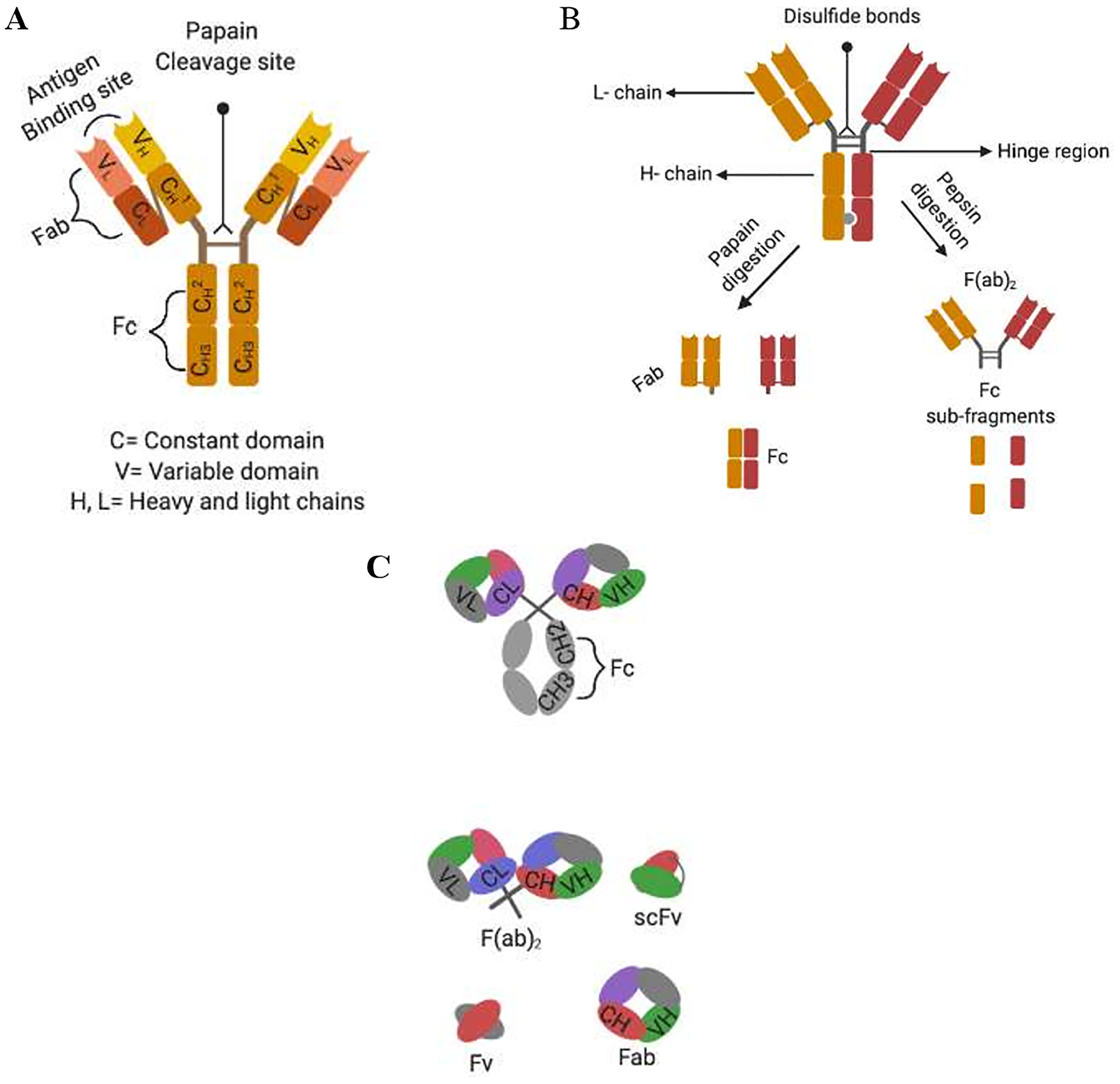 Alternative formats of engineered human antibodies