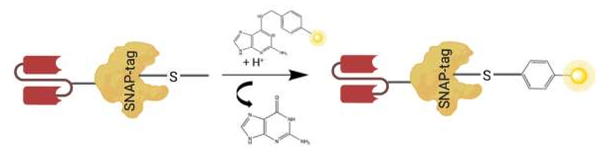 A schematic illustrating scFv-SNAP fusion protein conjugated to a BG modified substrate