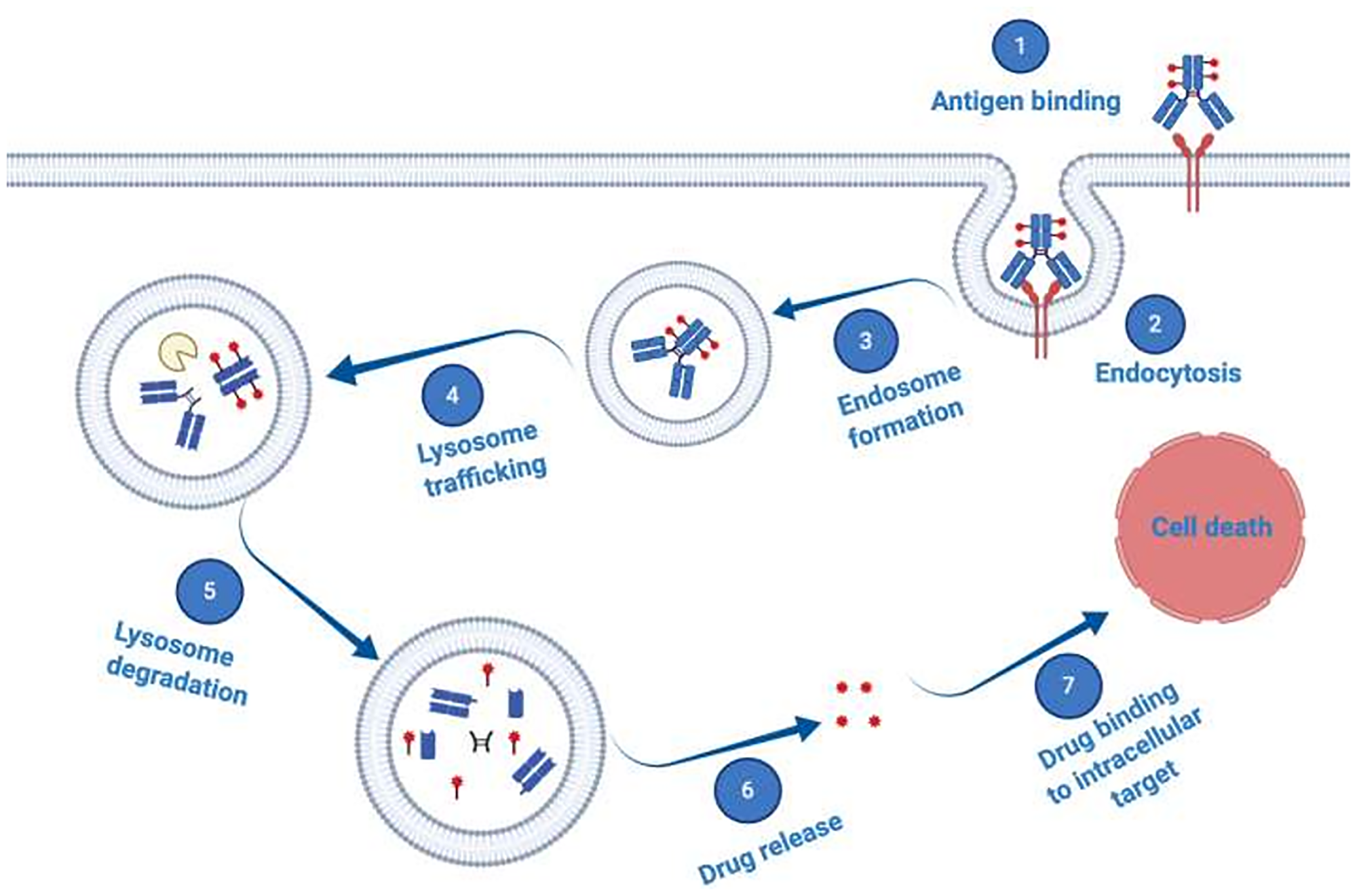 Schematic illustration of antibody–drug conjugate (ADC) mechanism of action