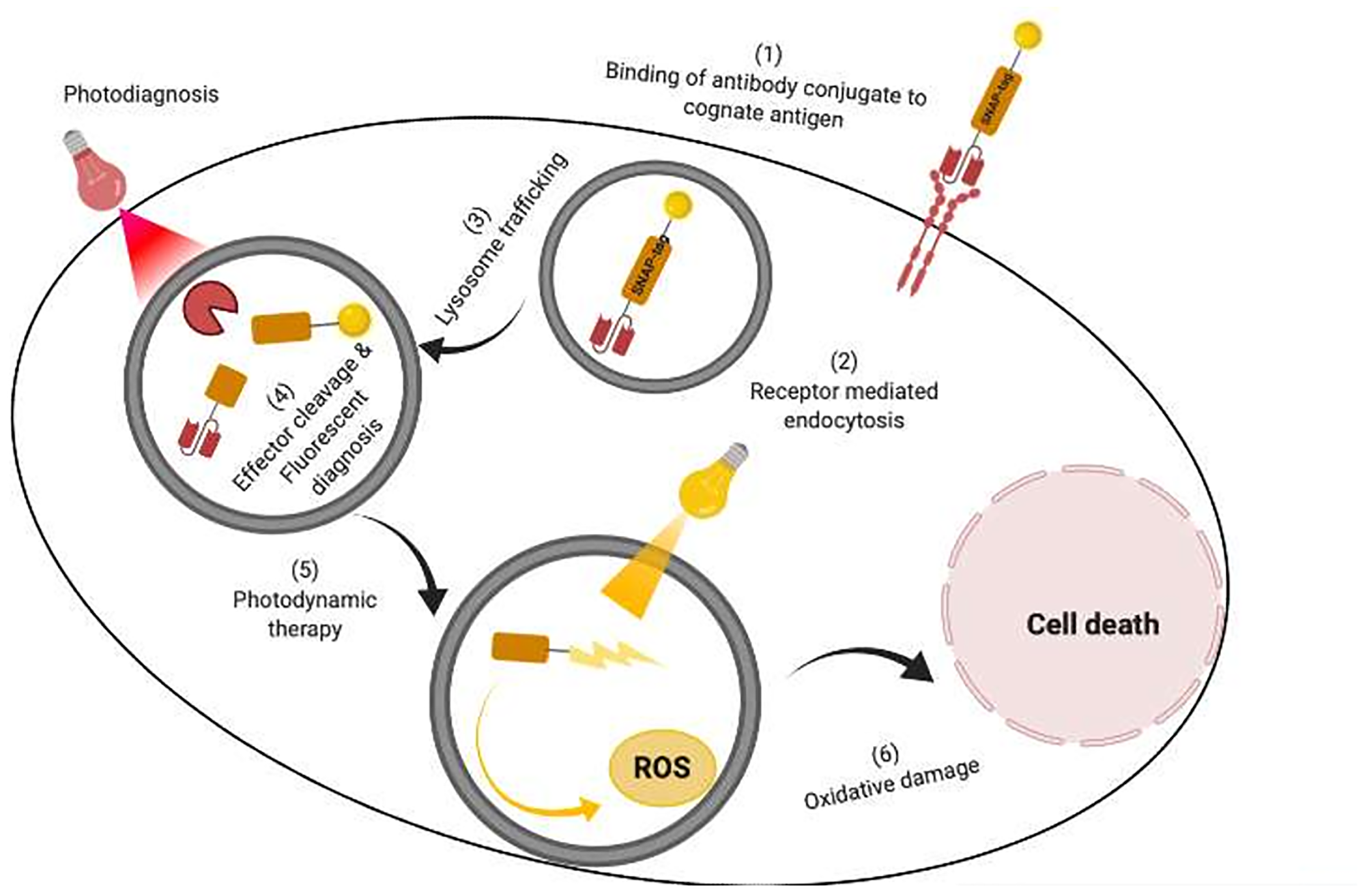 An illustration of targeted delivery of photoimmunotheranostic agent to specifically detect and kill cancer cells