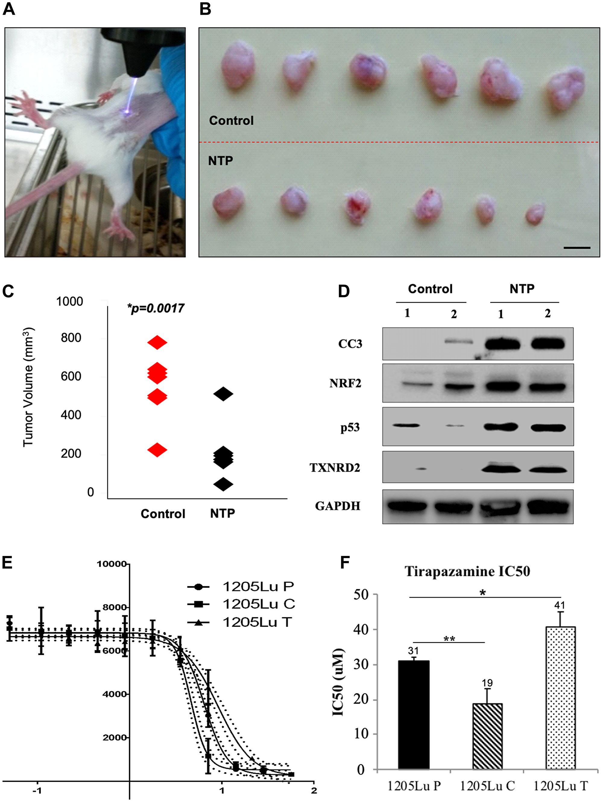 Analysis of effects of NTP and TPZ independently