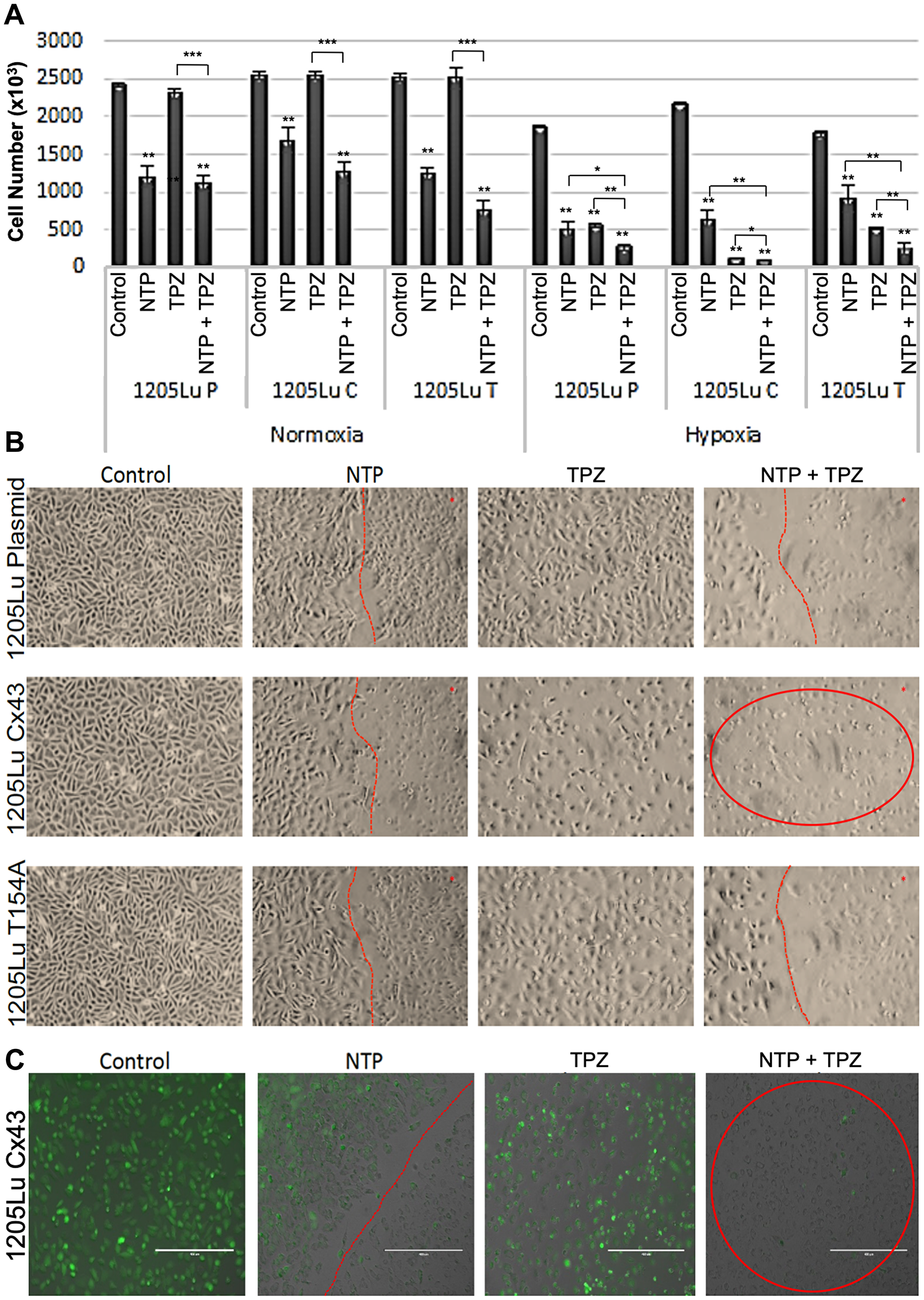 Effects of combination gap junctions on NTP+TPZ efficacy