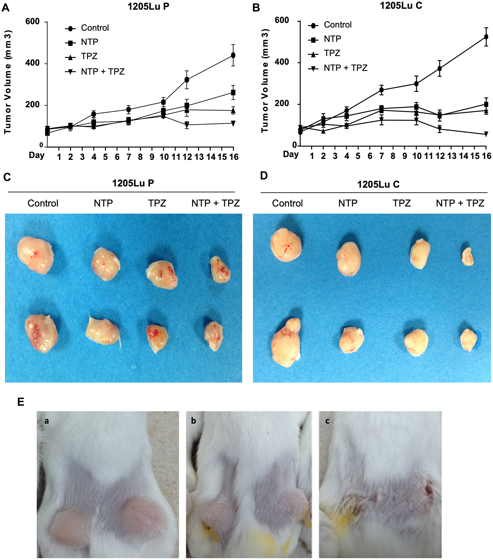 Effects of gap junctions on in vivo treatment with NTP+TPZ
