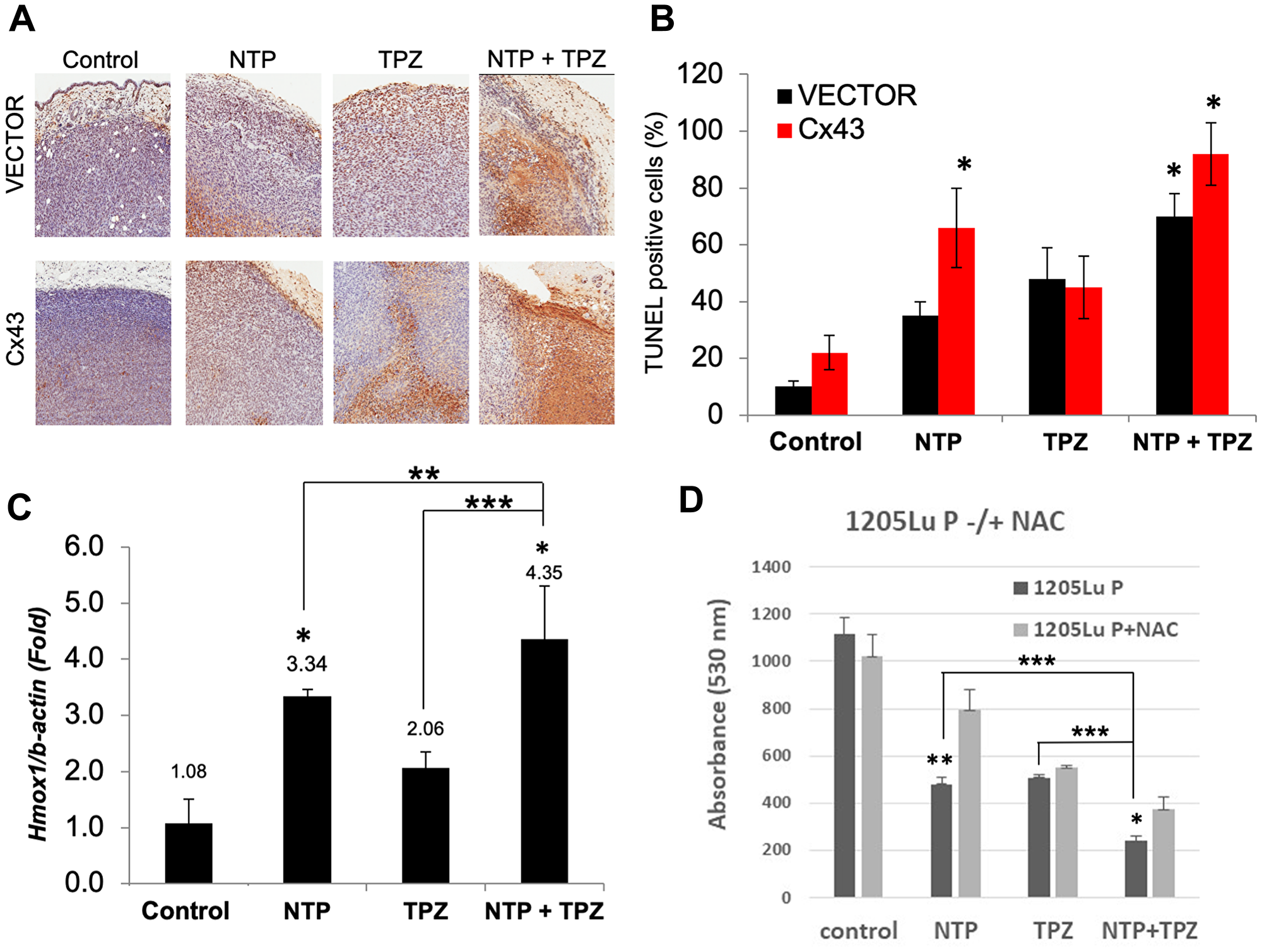 Analysis of apoptosis and oxidative stress on in vivo treatment with NTP+TPZ