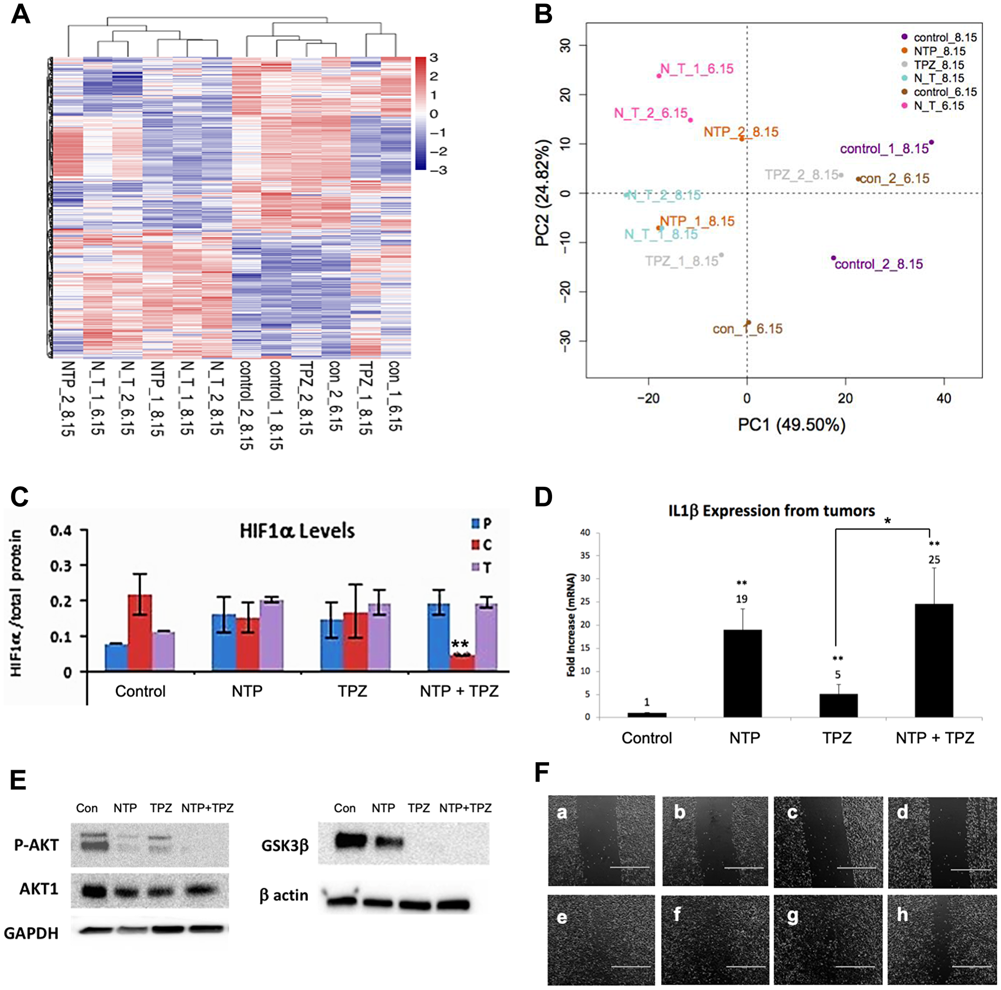 Gene expression changes following NTP+TPZ treatment