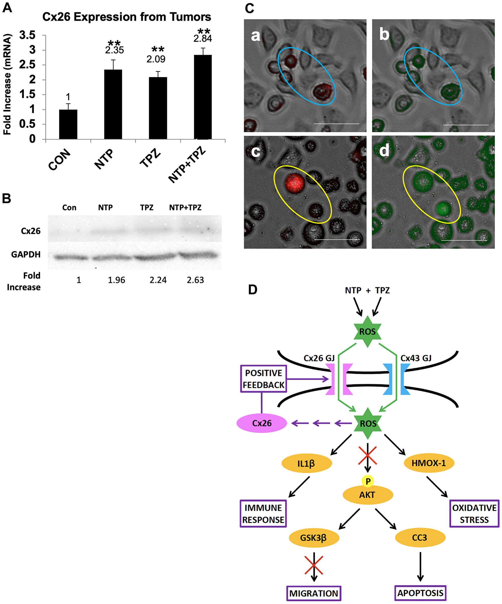 Demonstration of gap junction positive feedback mechanism