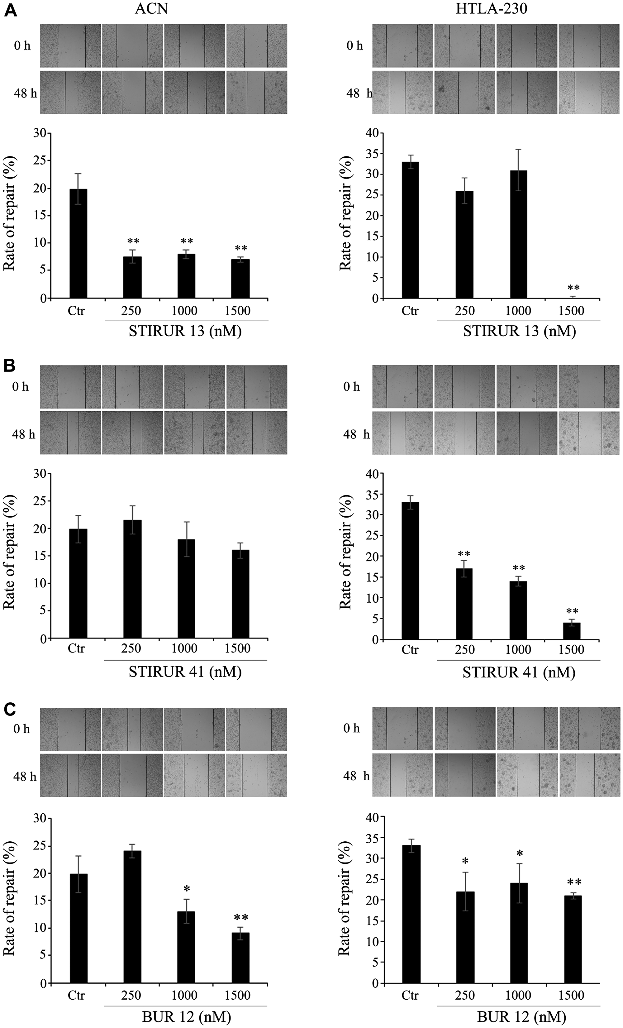 STIRUR 13, STIRUR 41 and BUR 12 affect the scratch repair ability of ACN and HTLA-230 cells