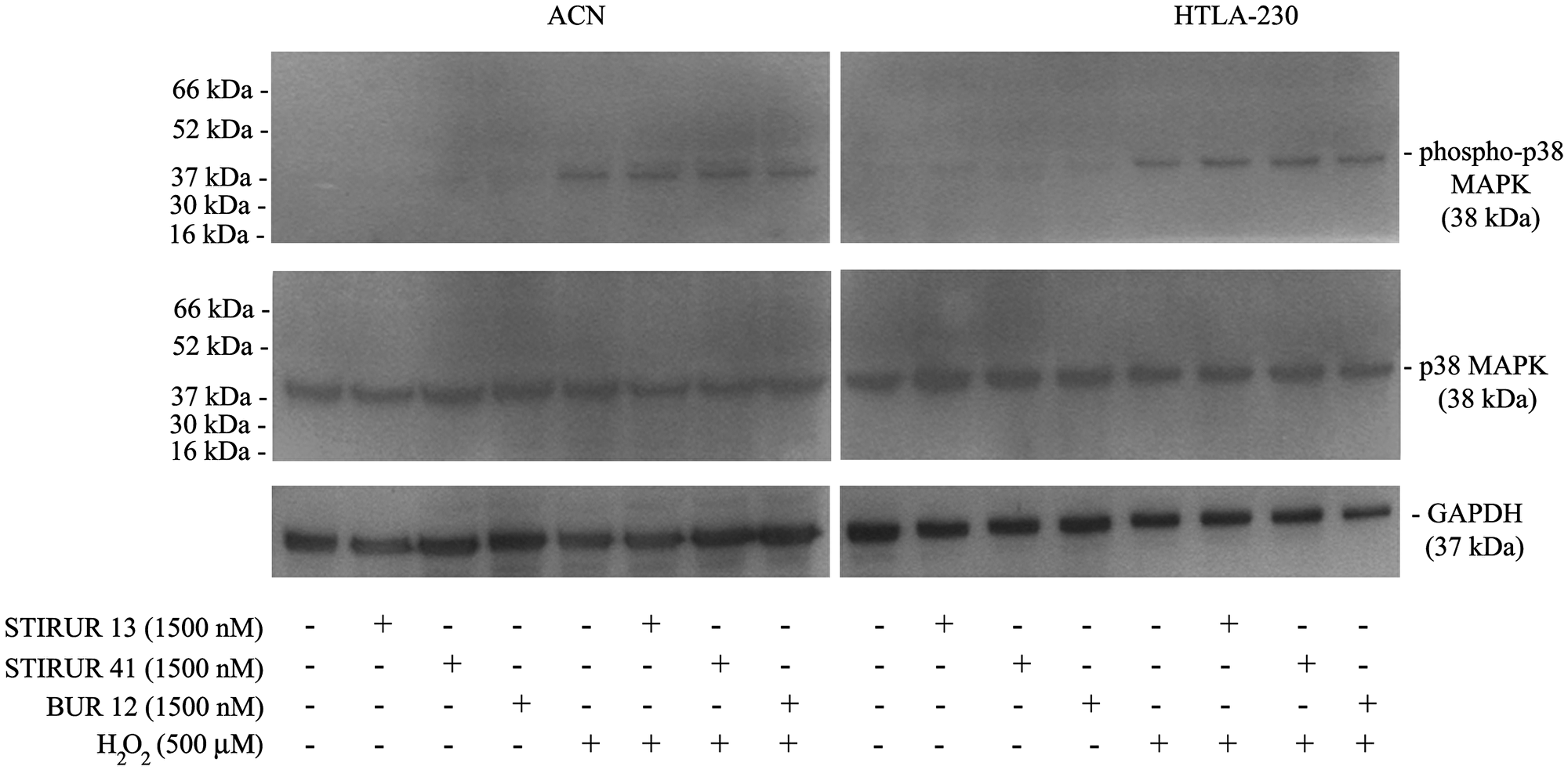 Effects of STIRUR 13, STIRUR 41 and BUR 12 on p38MAPK activation in ACN and HTLA-230 cells