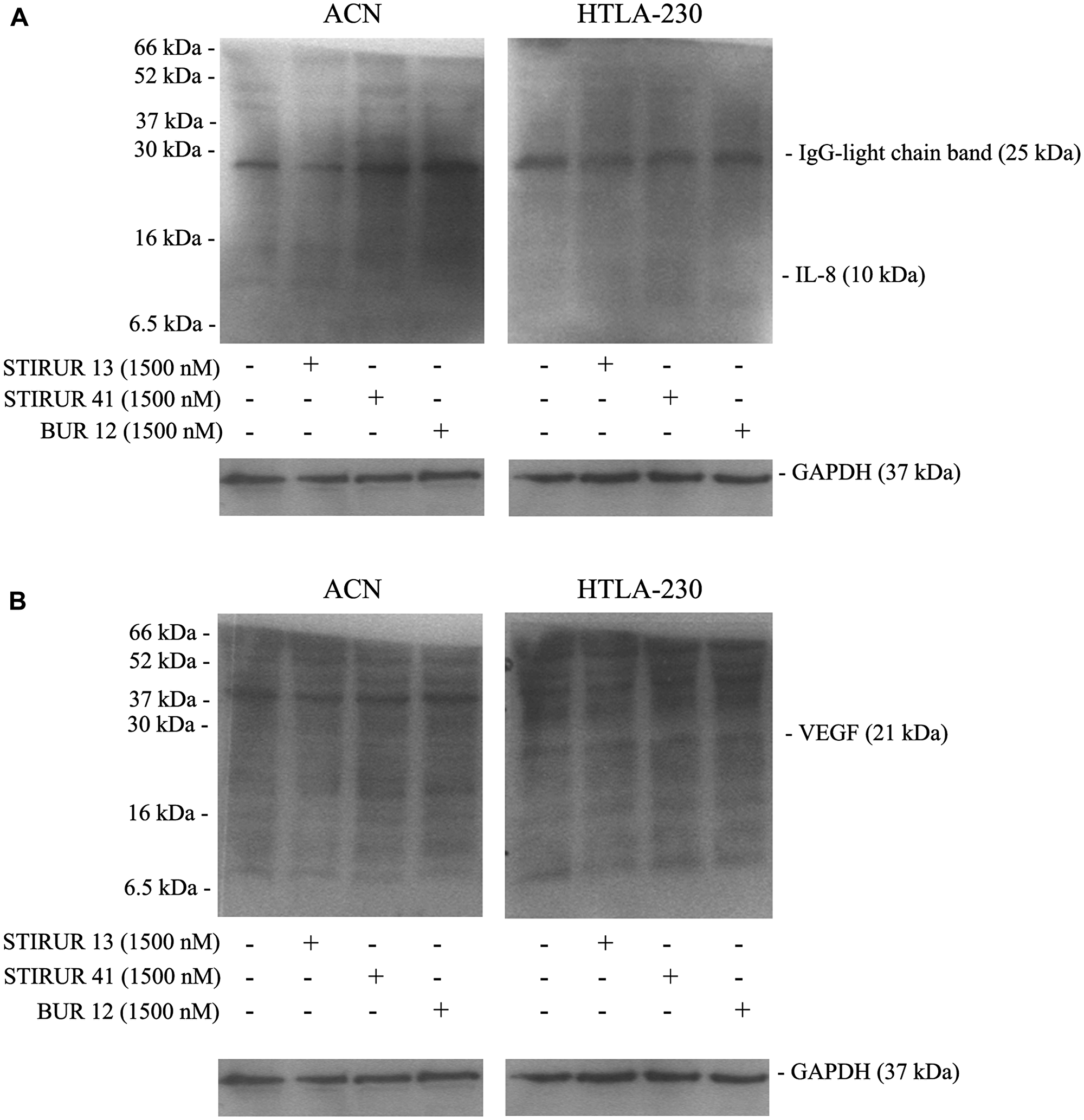 ACN and HTLA-230 do not express IL-8 and only HTLA-230 cells express VEGF