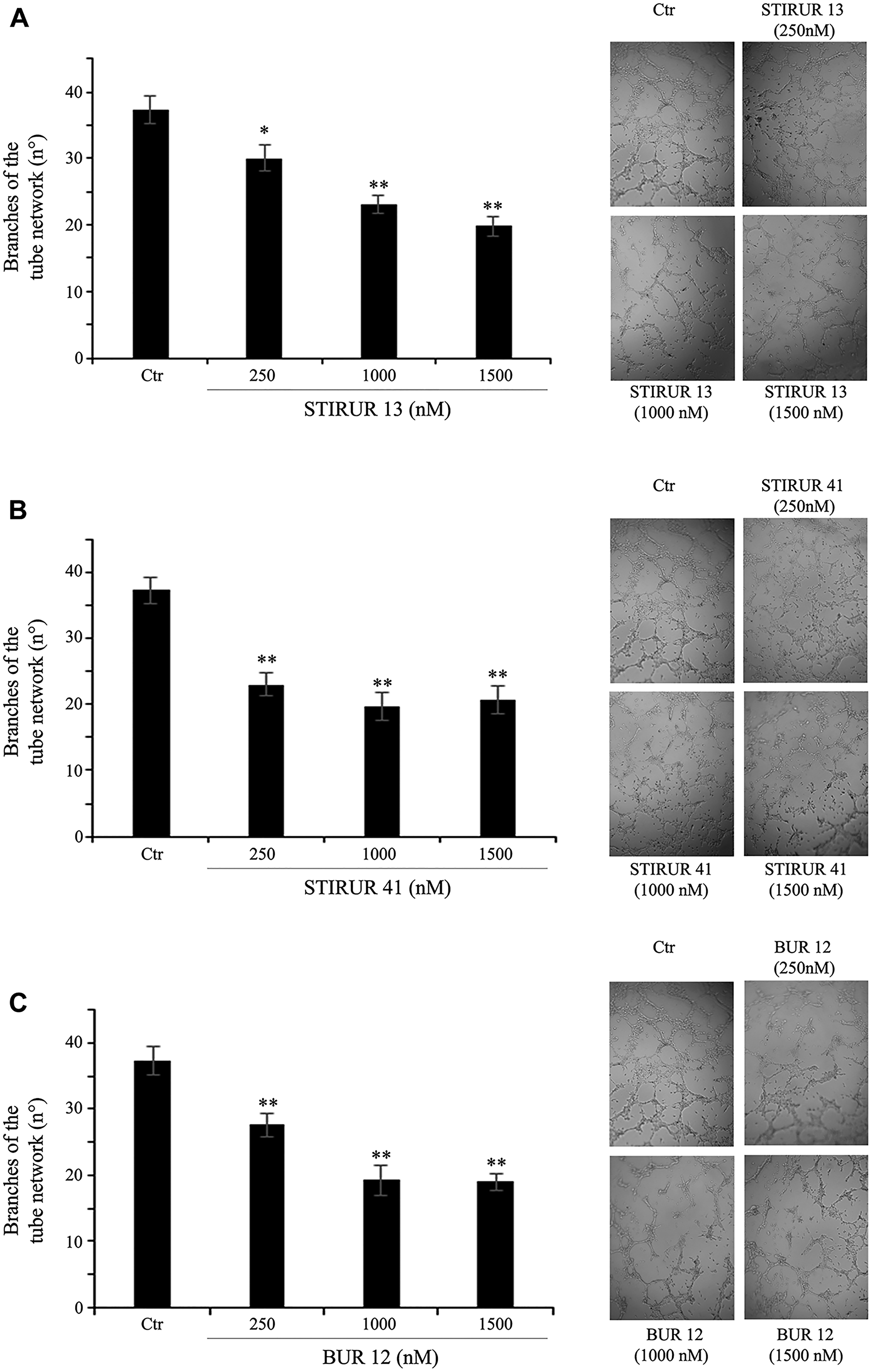 STIRUR 13, STIRUR 41 and BUR 12 reduce the ability of HTLA-230 cells to form capillary-like structures