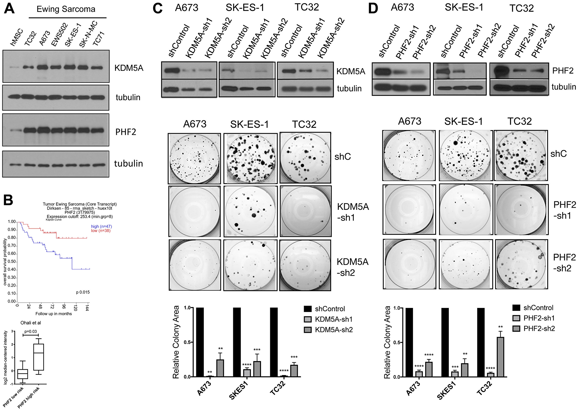 (A) Expression of KDM5A (top) and PHF2 (bottom) in hMSCs and patient-derived Ewing sarcoma cell lines, with tubulin as loading control. (B) Top panel: Kaplan-Meier analysis of Ewing sarcoma patient survival as a function of high versus low PHF2 expression in tumors (data from [46], visualized in R2, Genomics Analysis and Visualization Platform, <a href="https://hgserver1.amc.nl/" target="