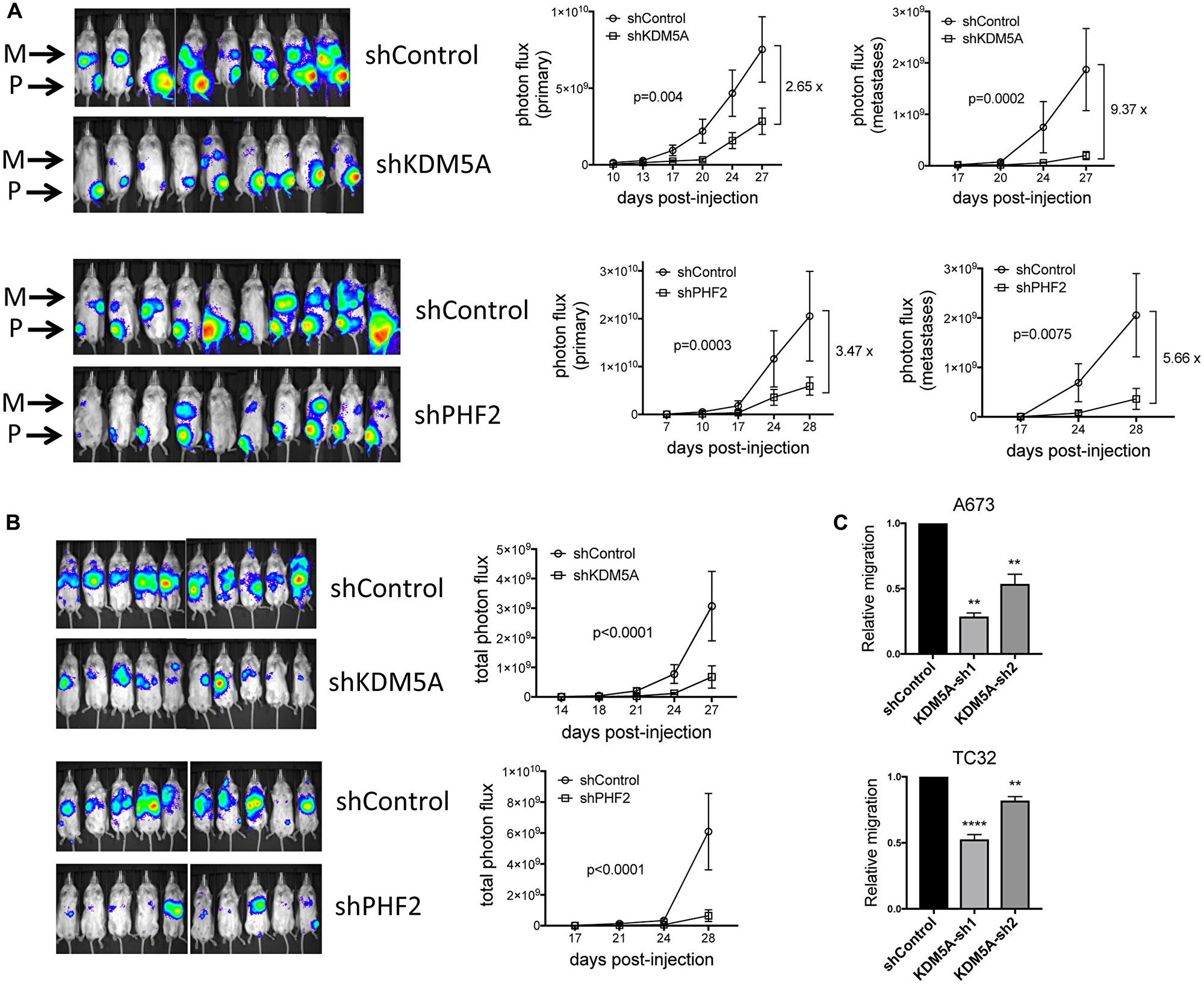 (A) Stable depletion of KDM5A and PHF2 inhibits tumorigenesis and metastasis in an orthotopic tibial injection model of Ewing sarcoma (A673 cells). Left: IVIS images of primary (P; tibia) tumor and metastasis (M) bioluminescence at end of study. Right: Quantitation of photon flux data from primary tumors and metastases (mean and standard error); p-values from two-way ANOVA with repeated measures; for KDM5A experiment, n = 8 and 9, respectively, for shControl and shKDM5A; for PHF2 experiment, n = 10 each for shControl and shPHF2. (B) Stable depletion of KDM5A and PHF2 inhibits metastasis in a tail vein injection model of Ewing sarcoma (A673 cells). Left: IVIS images of metastasis bioluminescence at end of study. Right: Quantitation of photon flux data (mean and standard error); p-values from two-way ANOVA with repeated measures; for KDM5A experiment, n = 10 each for shControl and shKDM5A; for PHF2 experiment, n = 10 each for shControl and shPHF2. (C) Stable depletion of KDM5A inhibits cell migration in a transwell assay (mean and standard error from 2 (A673 cells) and 3 (TC32 cells) independent experiments, each performed in triplicate; ****p = 0.001, **p $!--ESC