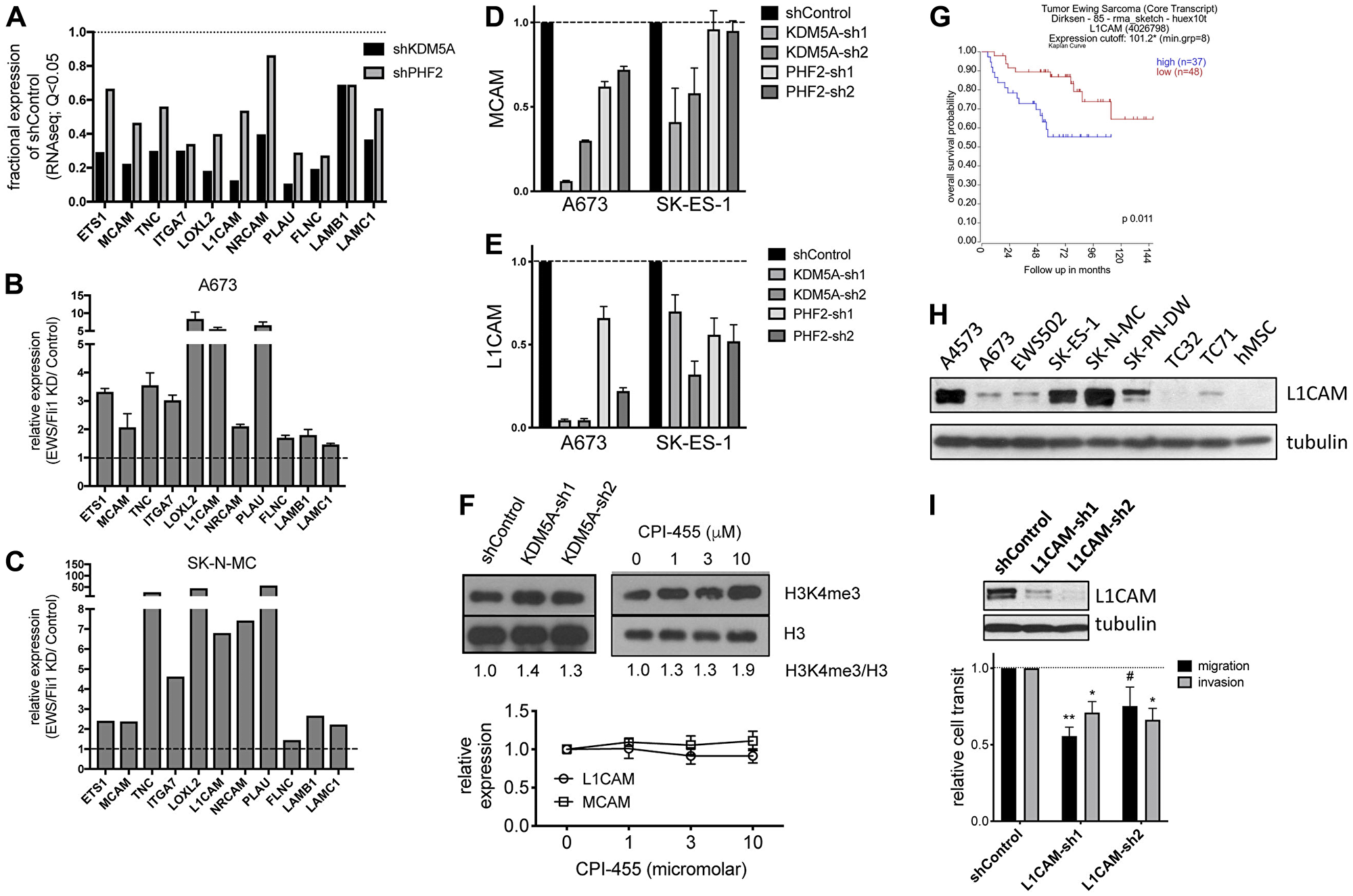 (A) Selected genes downregulated upon KDM5A and PHF2 depletion relative to shControl (RNAseq data). (B) Expression levels of same genes as in “A” in EWS/Fli1-depleted cells relative to control (A673-shA1c cells, −/+ Dox × 72 h; qRT-PCR). (C) Expression levels of same genes as in “A” in EWS/Fli1-depleted SK-N-MC cells relative to control (RNAseq data from [7]). (D) MCAM and (E) L1CAM expression levels in control, KDM5A-depleted and PHF2-depleted A673 and SK-ES-1 cells (qRT-PCR, 2 days following initial selection). (F) Top: H3K4me3 levels in control, KDM5A shRNA-depleted (2 days following initial selection), and CPI-455 treated (48 hours) A673 cells. Bottom: MCAM and L1CAM expression levels in control and CPI-455 treated cells (qRT-PCR at 48 hours; mean and standard deviation of expression in A673 and TC32 cells). (G) Kaplan-Meier analysis of Ewing sarcoma patient survival as a function of high versus low L1CAM expression in tumors (data from [46], via R2, Genomics Analysis and Visualization Platform, <a href="https://hgserver1.amc.nl/" target="