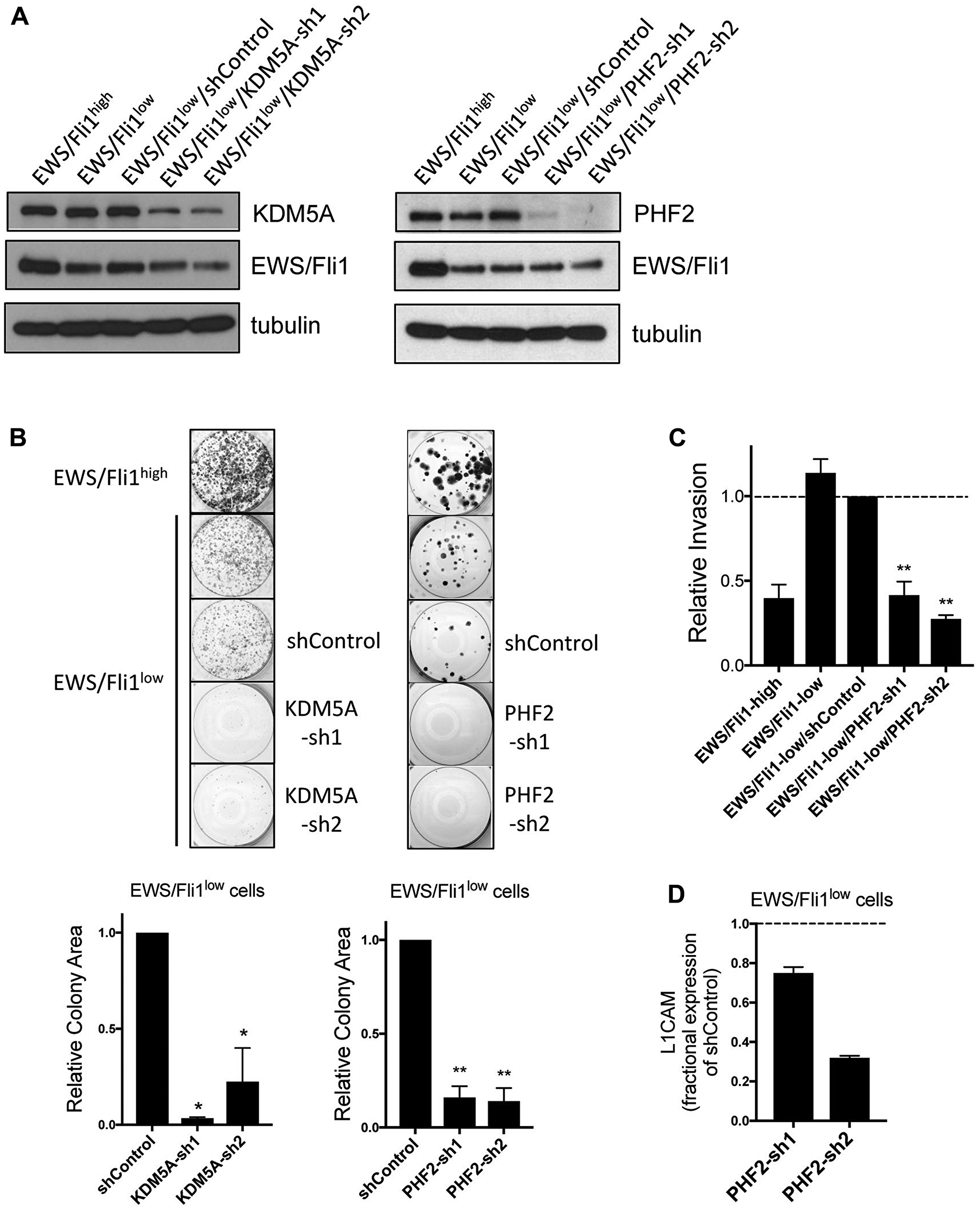 (A) KDM5A (left) and PHF2 (right) depletion in EWS/Fli1low cells. Immunoblot data with tubulin as loading control. (B) Colony formation in clonogenic assay, shown as images from representative experiment (top), and quantifications from 2 independent experiments, each performed in triplicate (bottom); *p $!--ESC