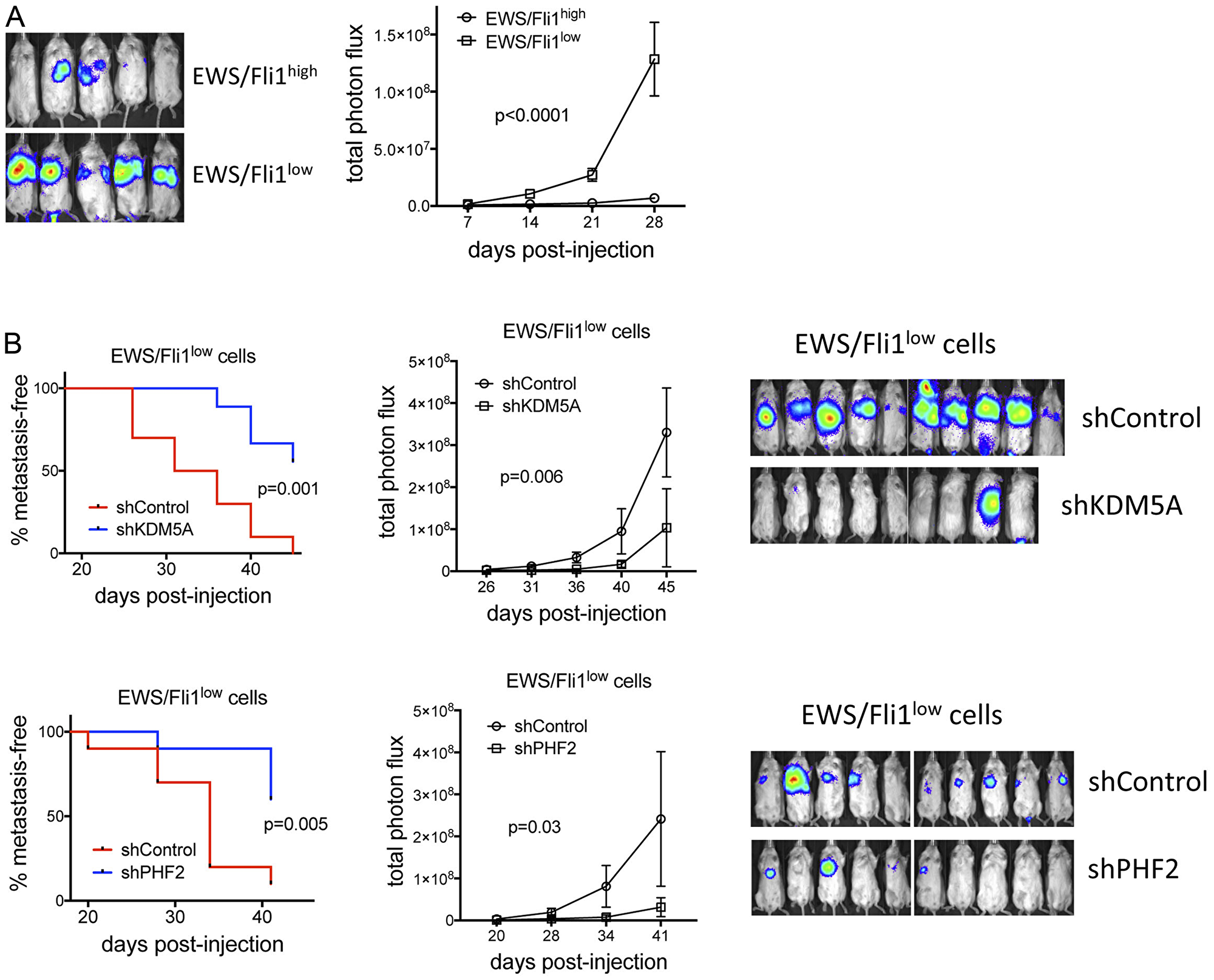 (A) Following the experimental protocol of Franzetti et al. [11] A673-shA1c cells −/+ Dox (EWS/Fli1high/EWS/Fli1low) were injected into the tail vein, and metastases were allowed to form in the absence of further Dox treatment (to allow recovery of cell growth in EWS/Fli1low cells). IVIS data at end of study (left) and quantification of photon flux (right); n = 5 for each group; mean and standard error, p-values from two-way ANOVA with repeated measures. (B) Effects of KDM5A (top) and PHF2 (bottom) depletion on metastasis of EWS/Fli1low cells, using the same experimental approach and analysis as in “A”; for KDM5A experiment, n = 10 and 9, respectively, for shControl and shKDM5A; for PHF2 experiment, n = 10 each for shControl and shPHF2. “Metastasis-free” animals were defined as those with total photon flux $!--ESC