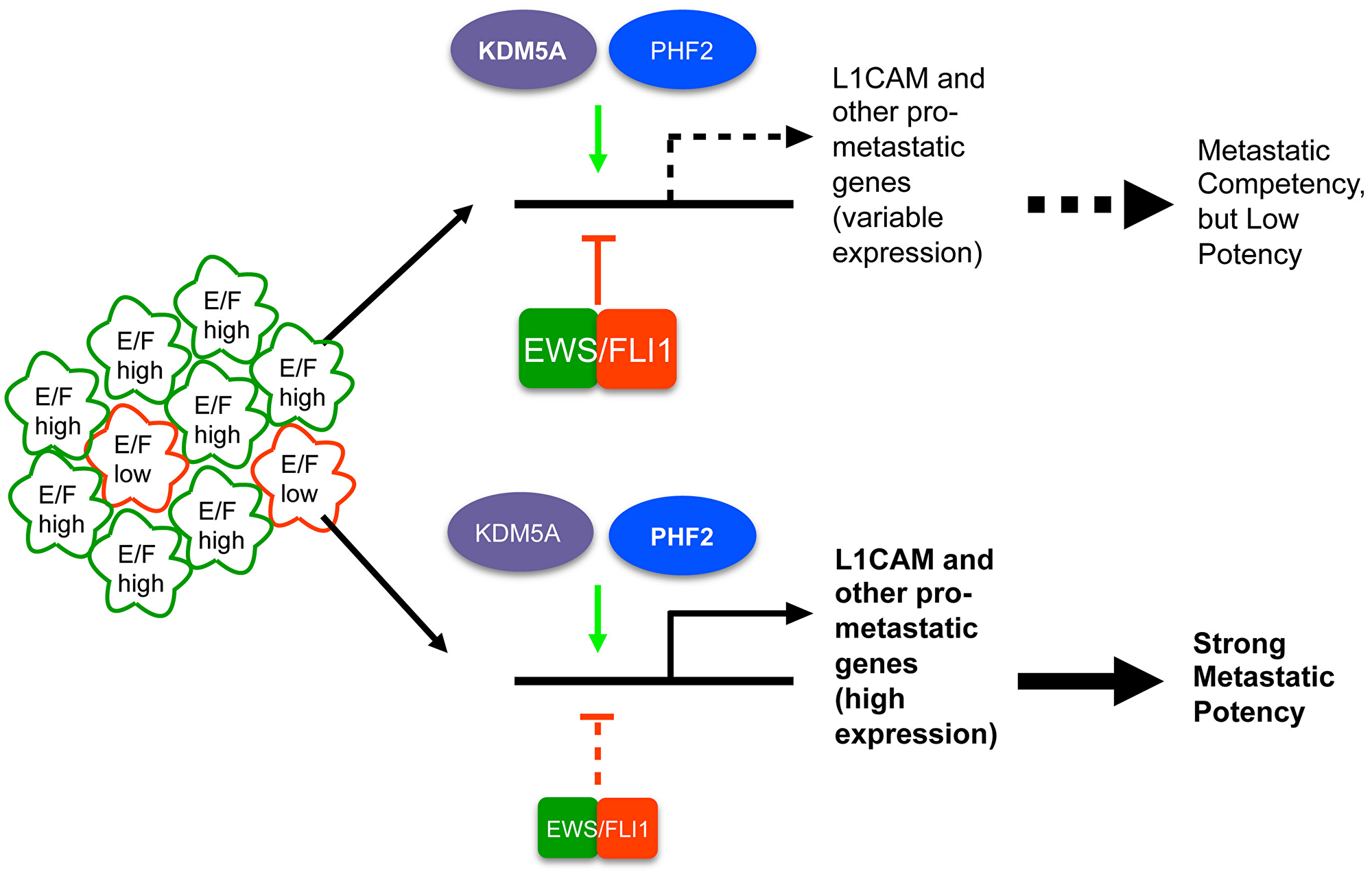 Proposed model of KDM5A and PHF2 action in Ewing sarcoma based on our findings